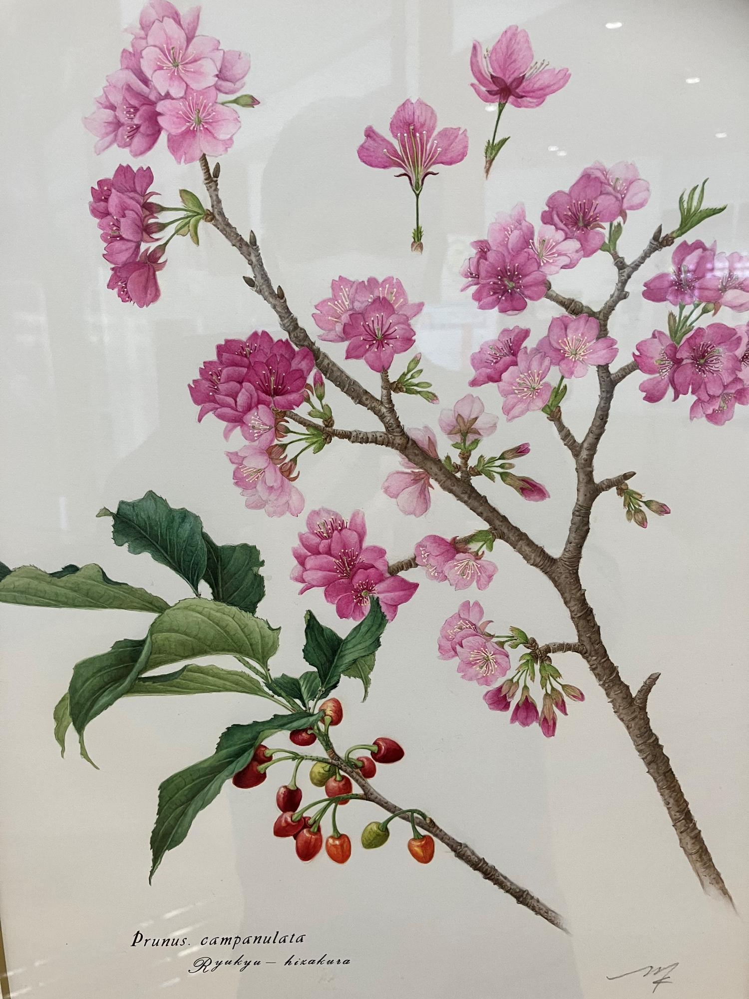 植物図 寒桜