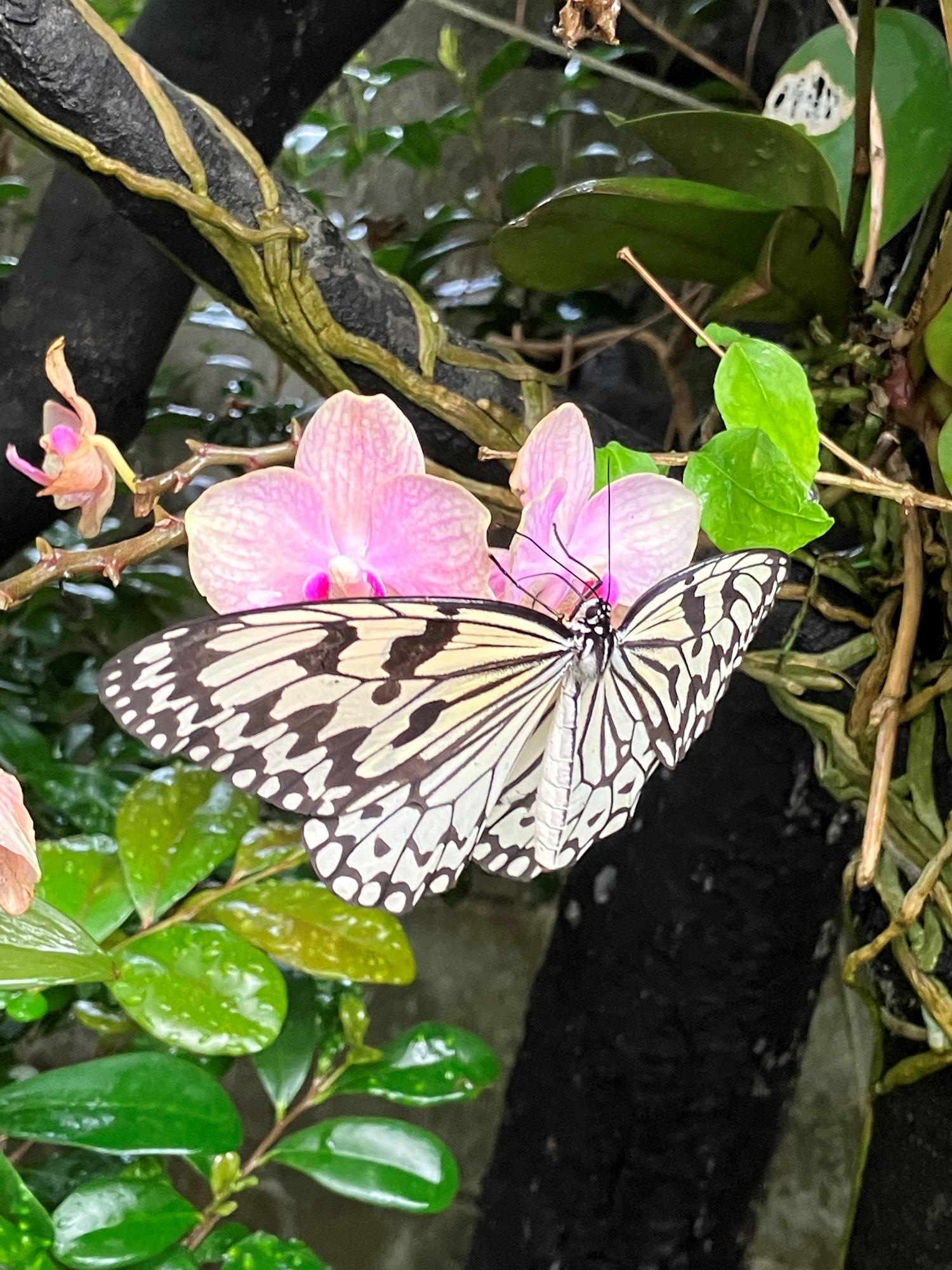 胡蝶蘭とオオマダラ