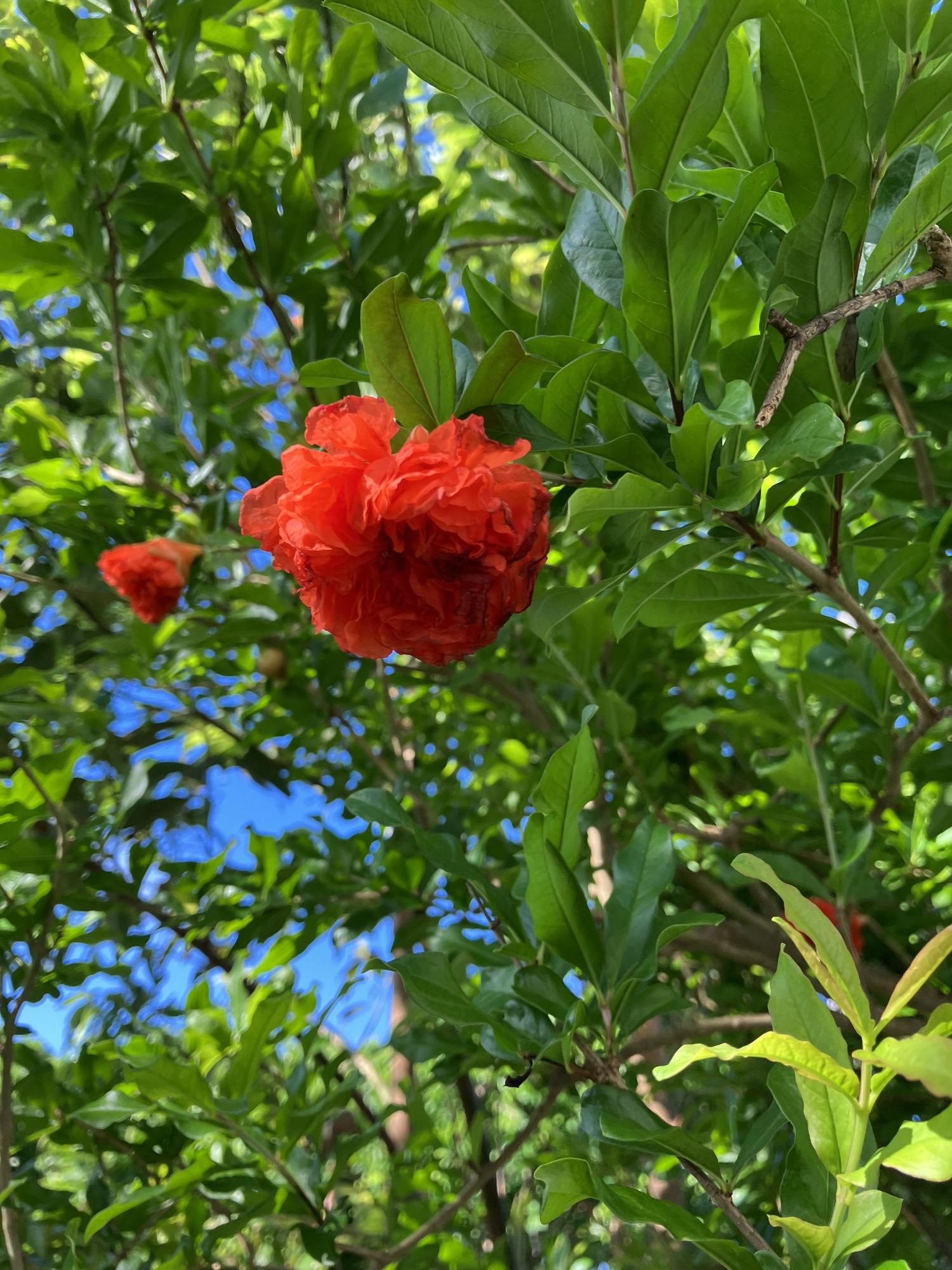 気が付いたらザクロの花が