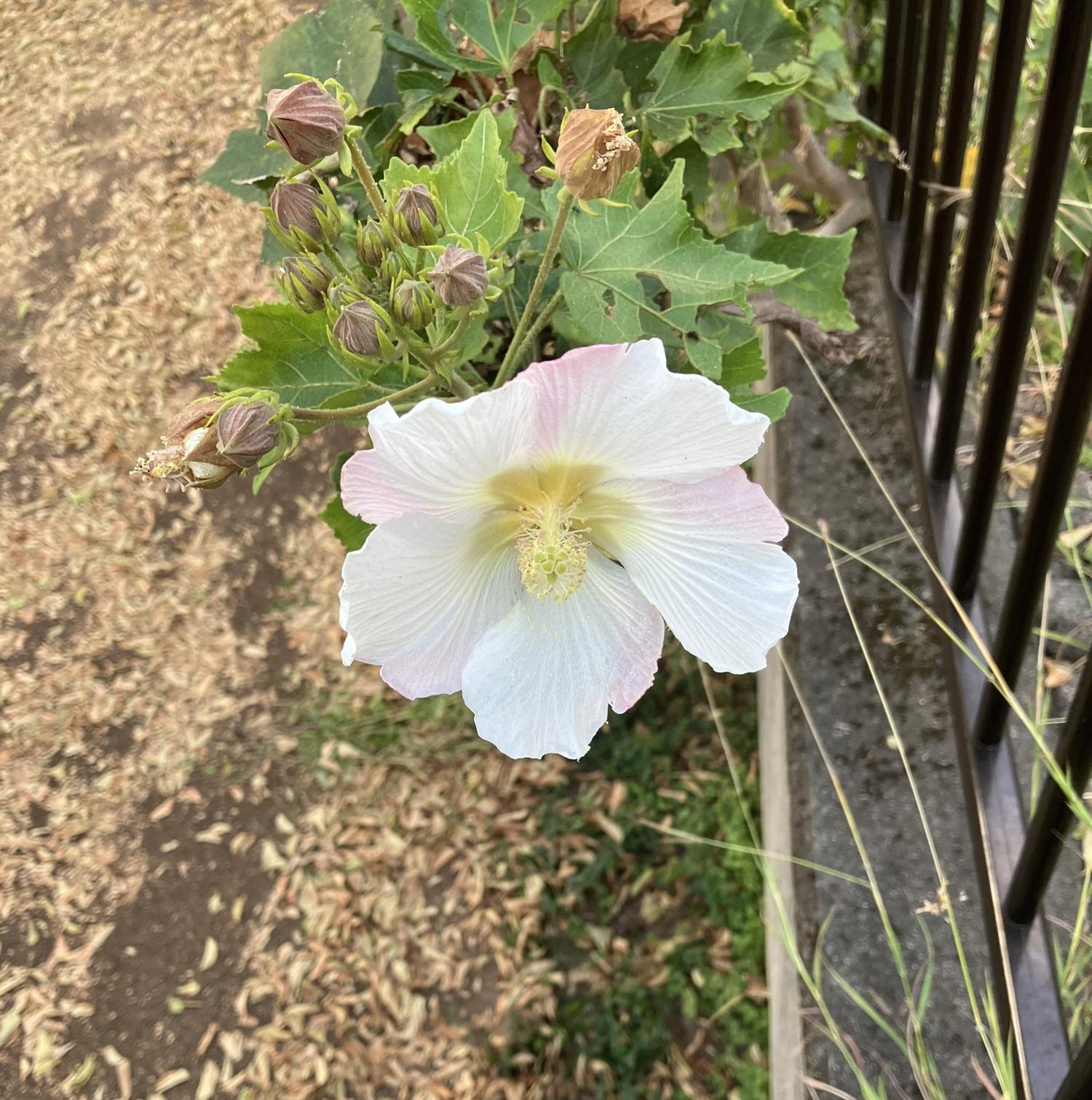 フヨウ（芙蓉）の花