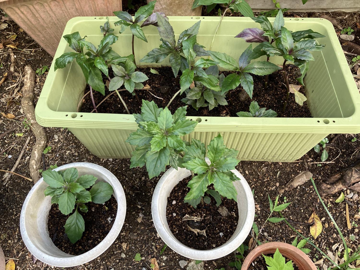 生協で買ったハンダマの茎を差し込んで育った