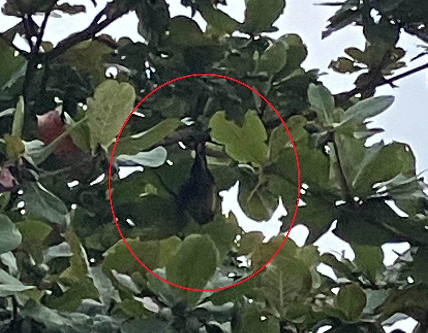 木にぶら下がるコウモリ