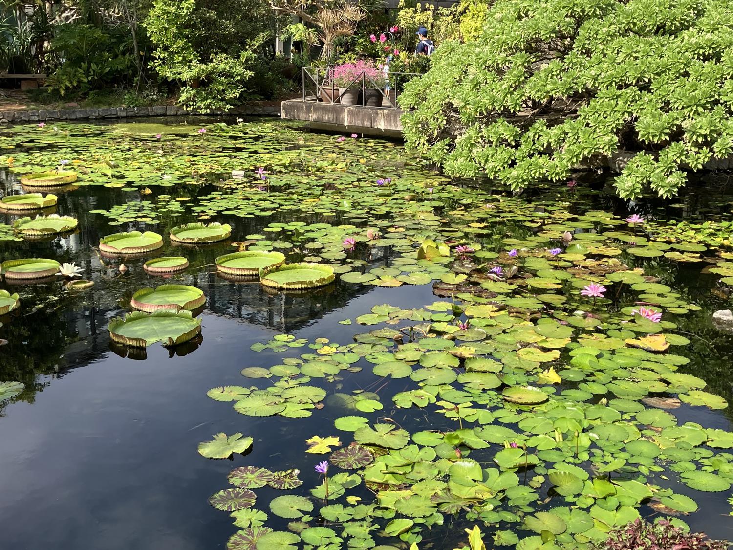 海洋博公園のハス