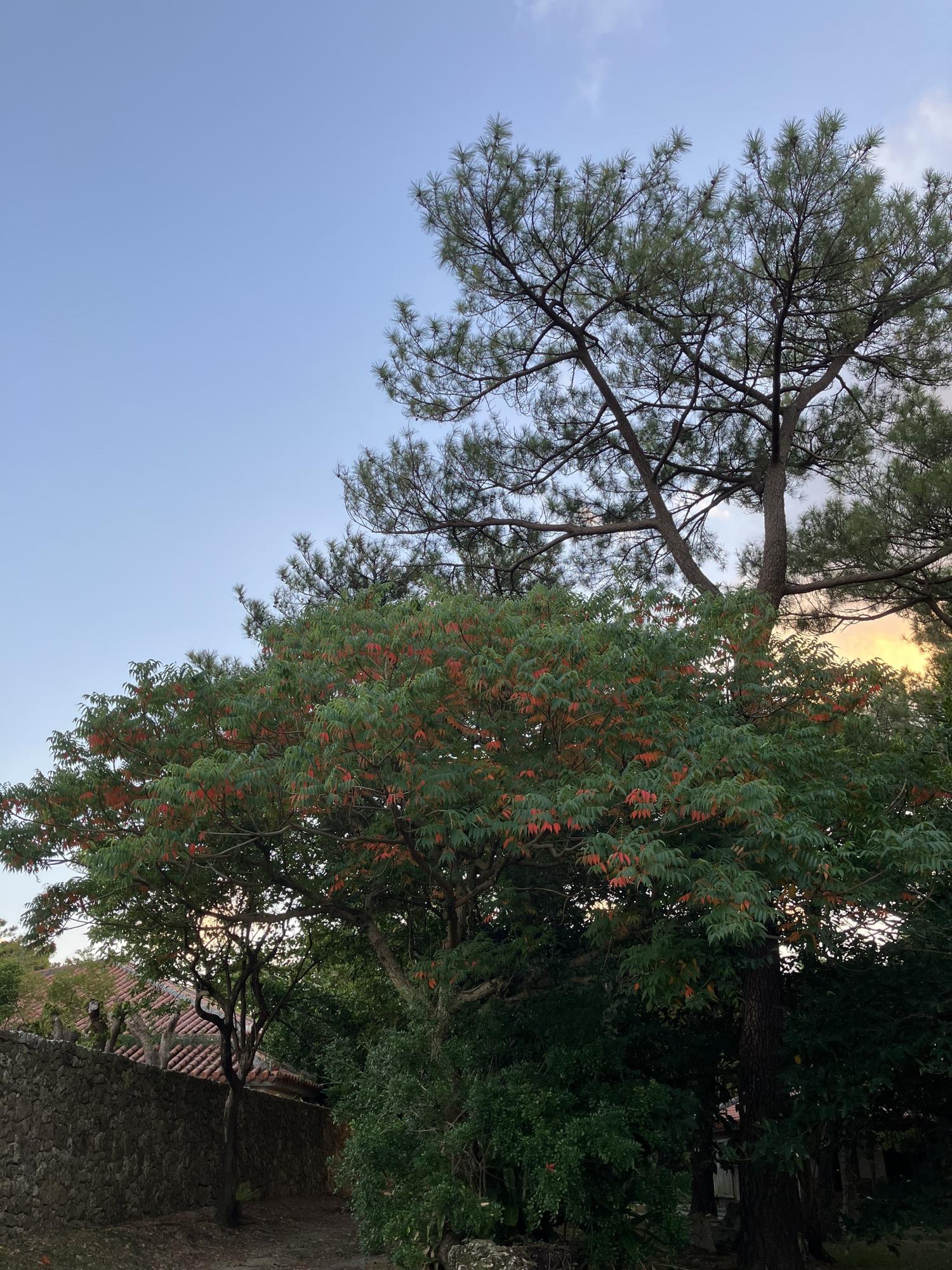 紅葉したリュウキュウハゼ