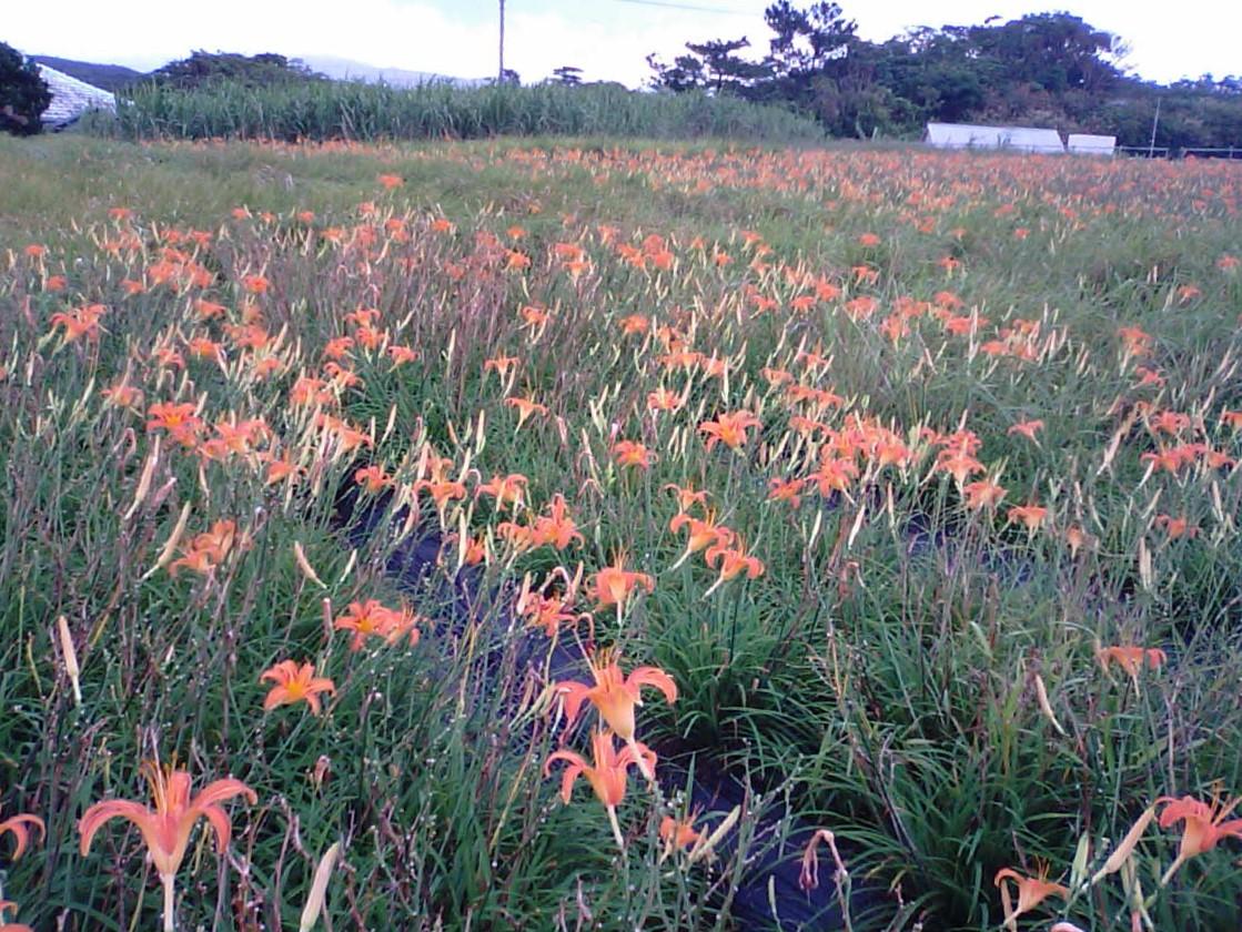 日帰りツーリストで訪れたクワンソウの畑