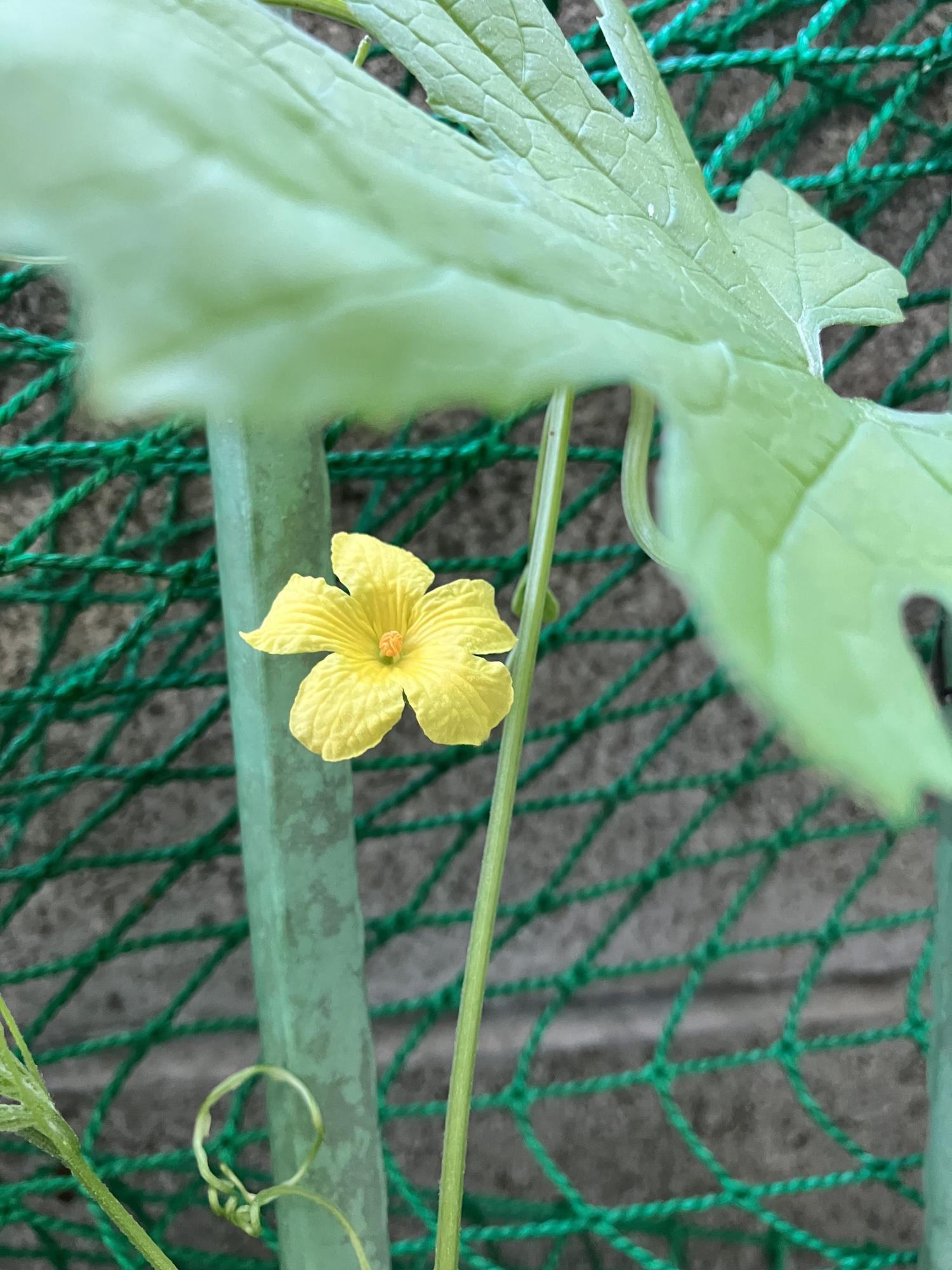 ゴヤーの花、実をつけるのか？