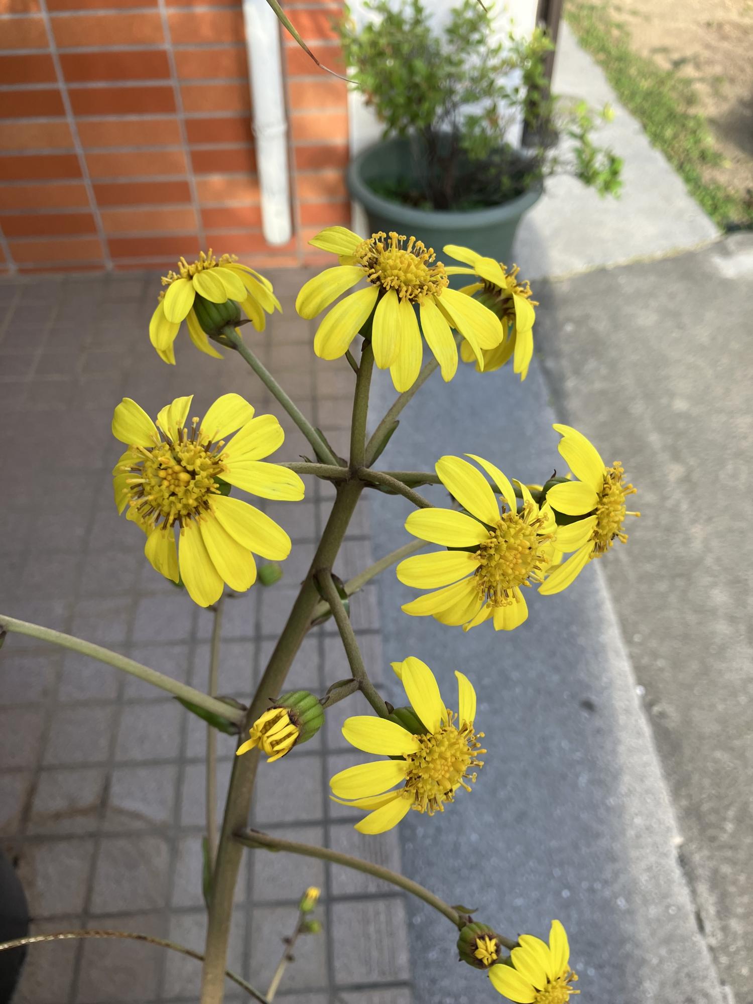 ツワブキ