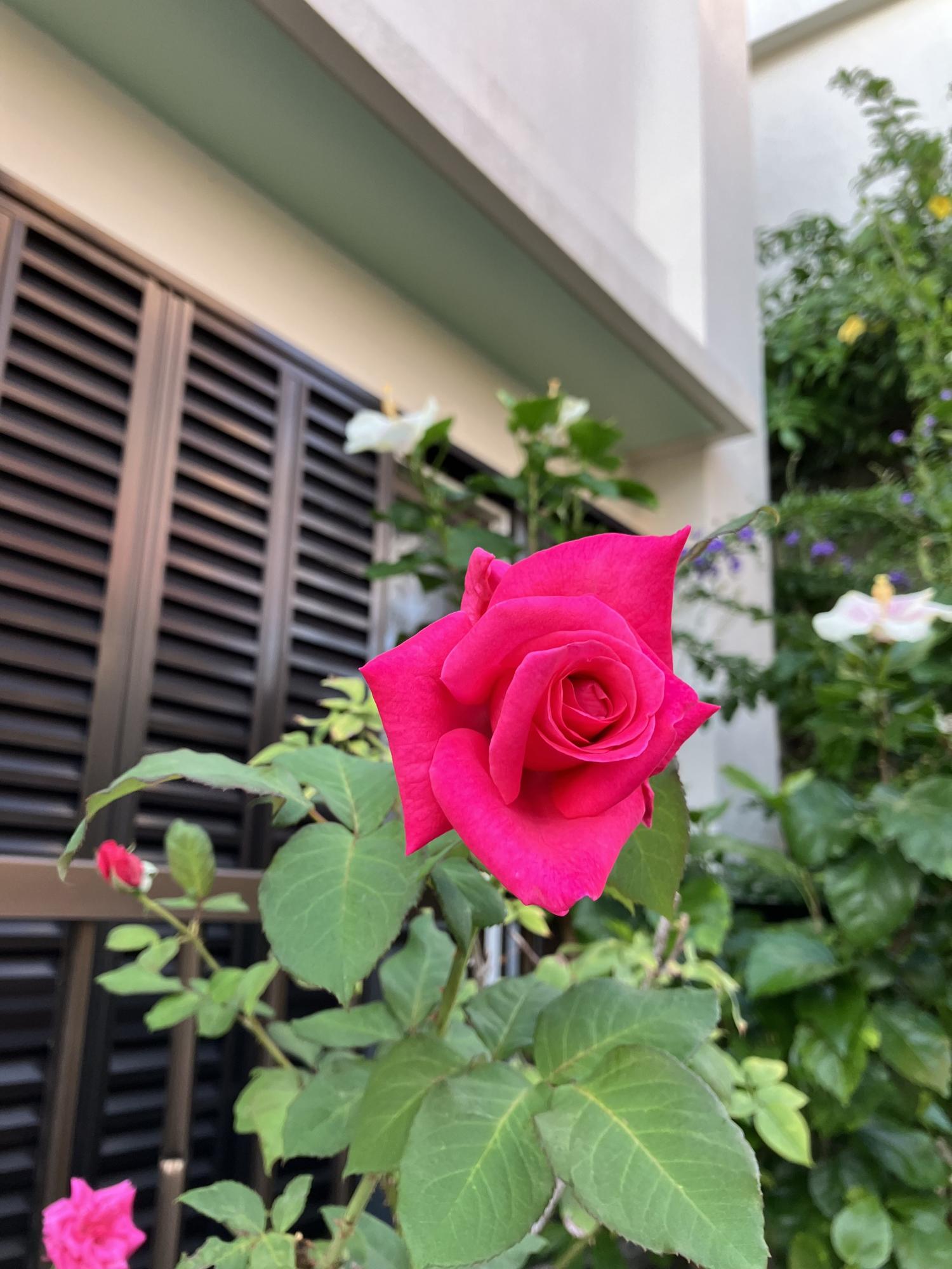薔薇