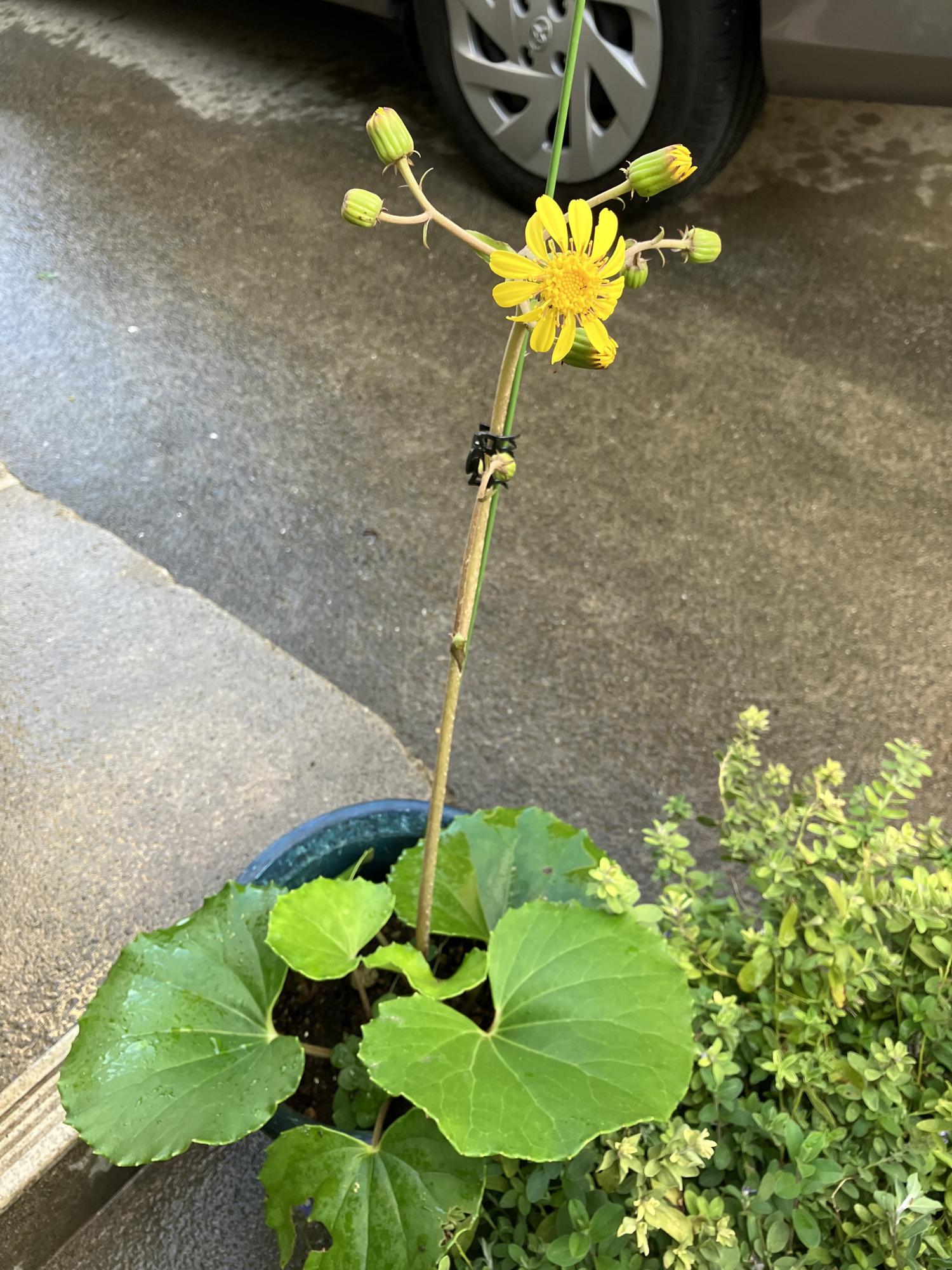 芽から半年だが、花をつけたツワブキ