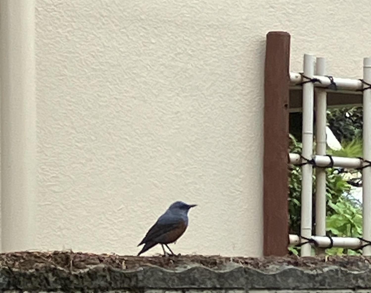 塀の上のイソヒヨドリ