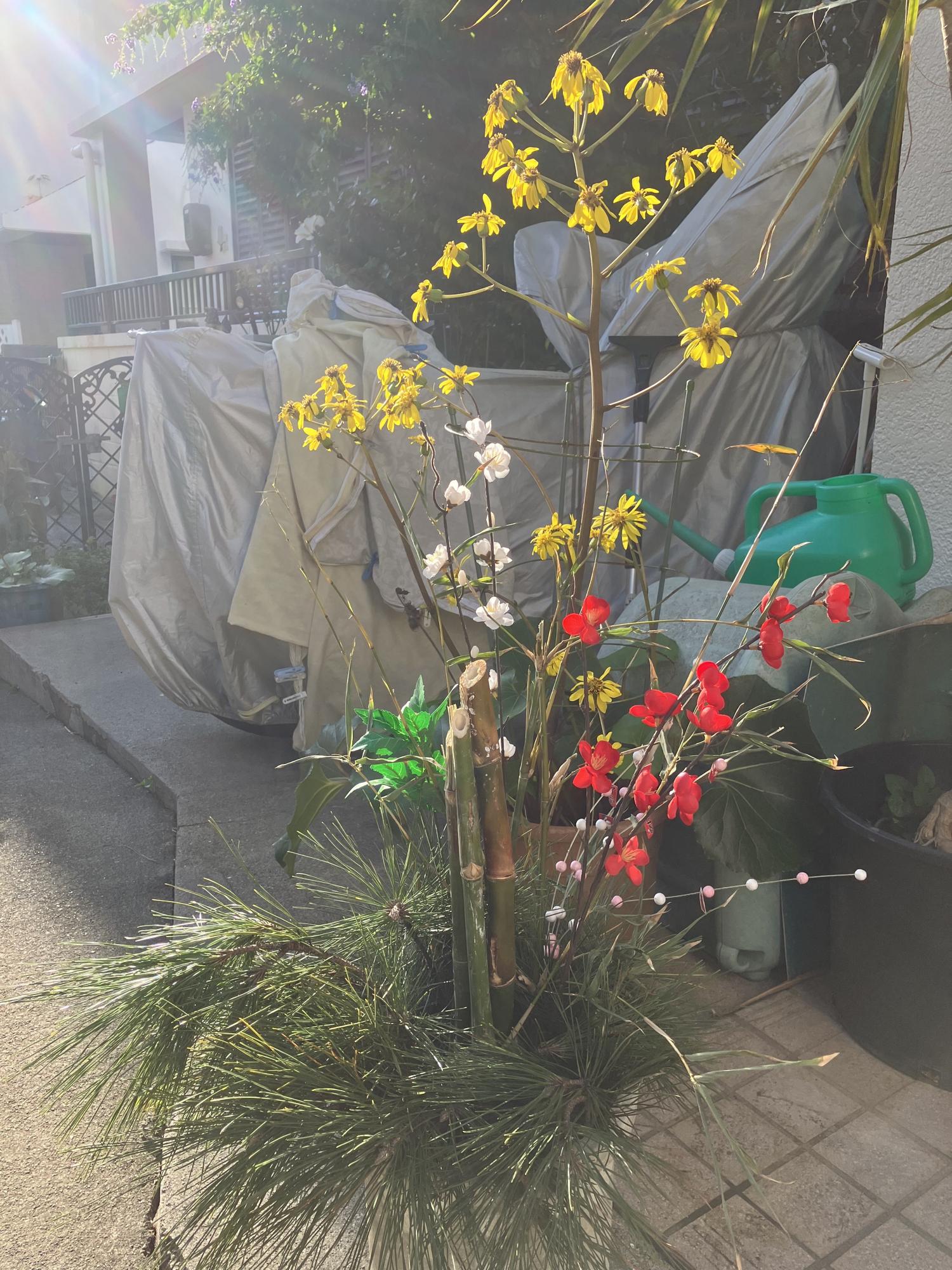 昨日　西日が射すなかで左側に置いた門松とツワブキ