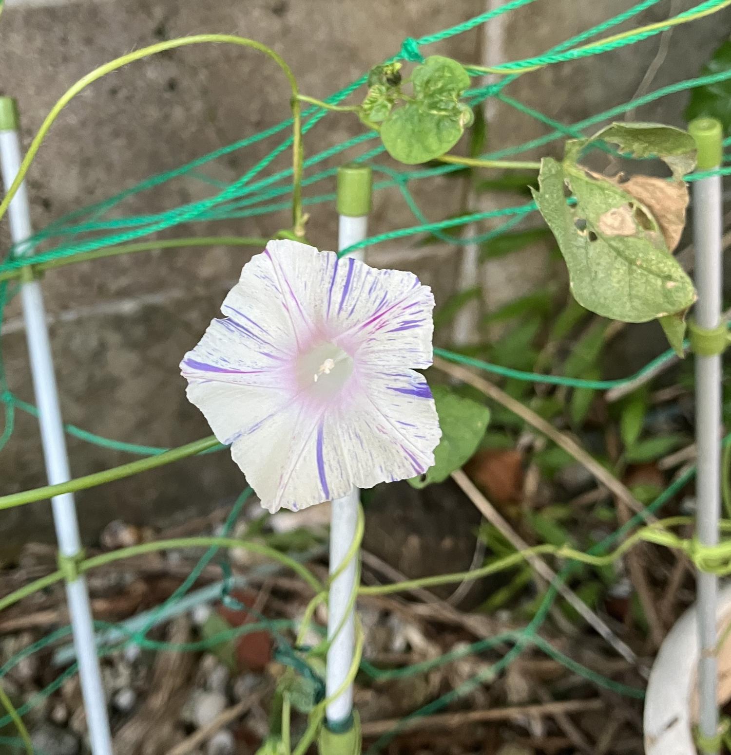 今年の朝顔