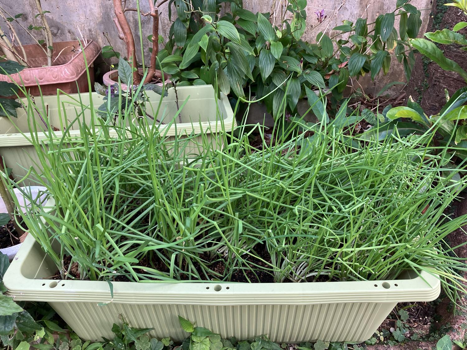 ２０日ネギ（ニラも植えている）