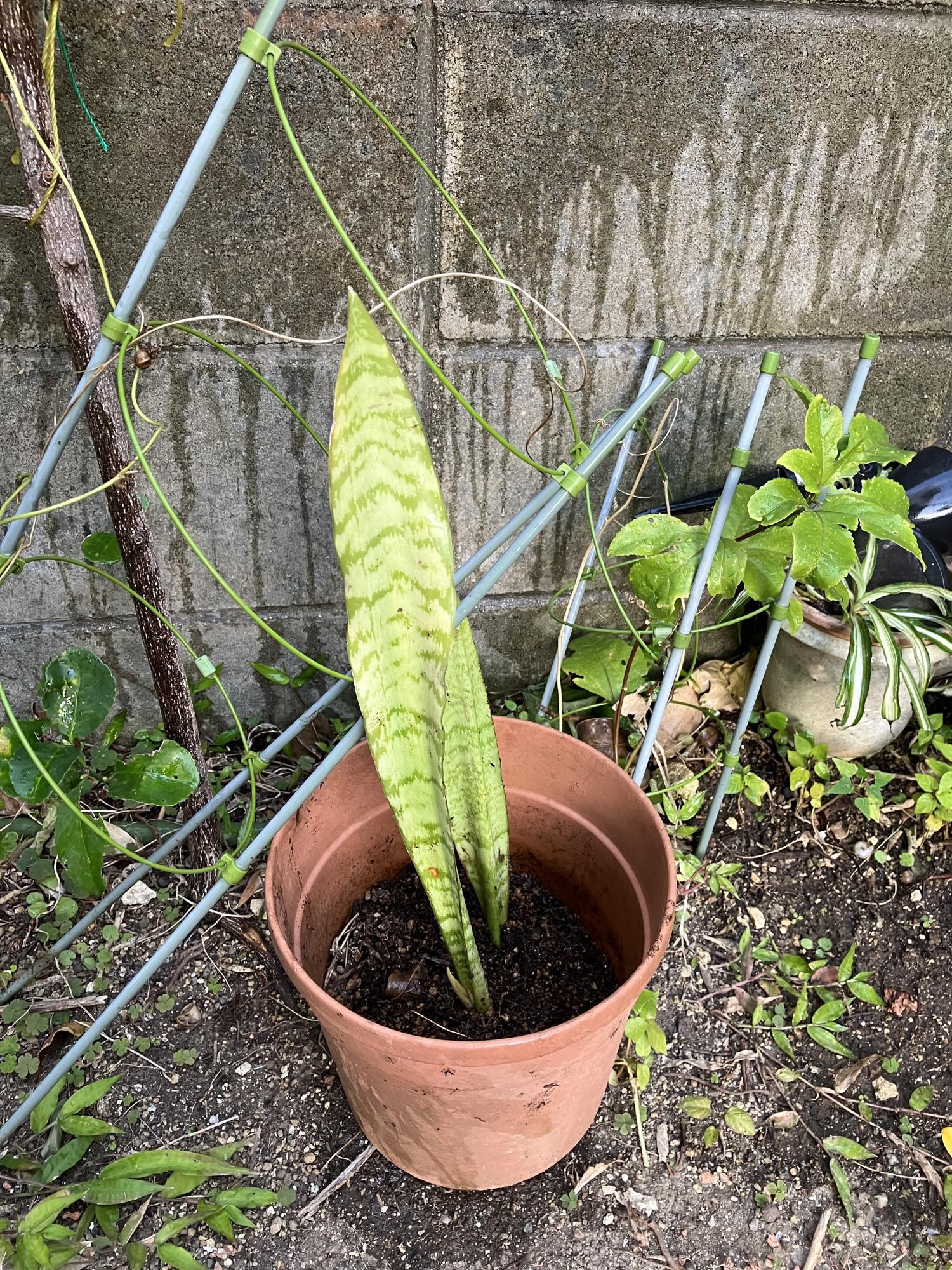 分家した虎の尾