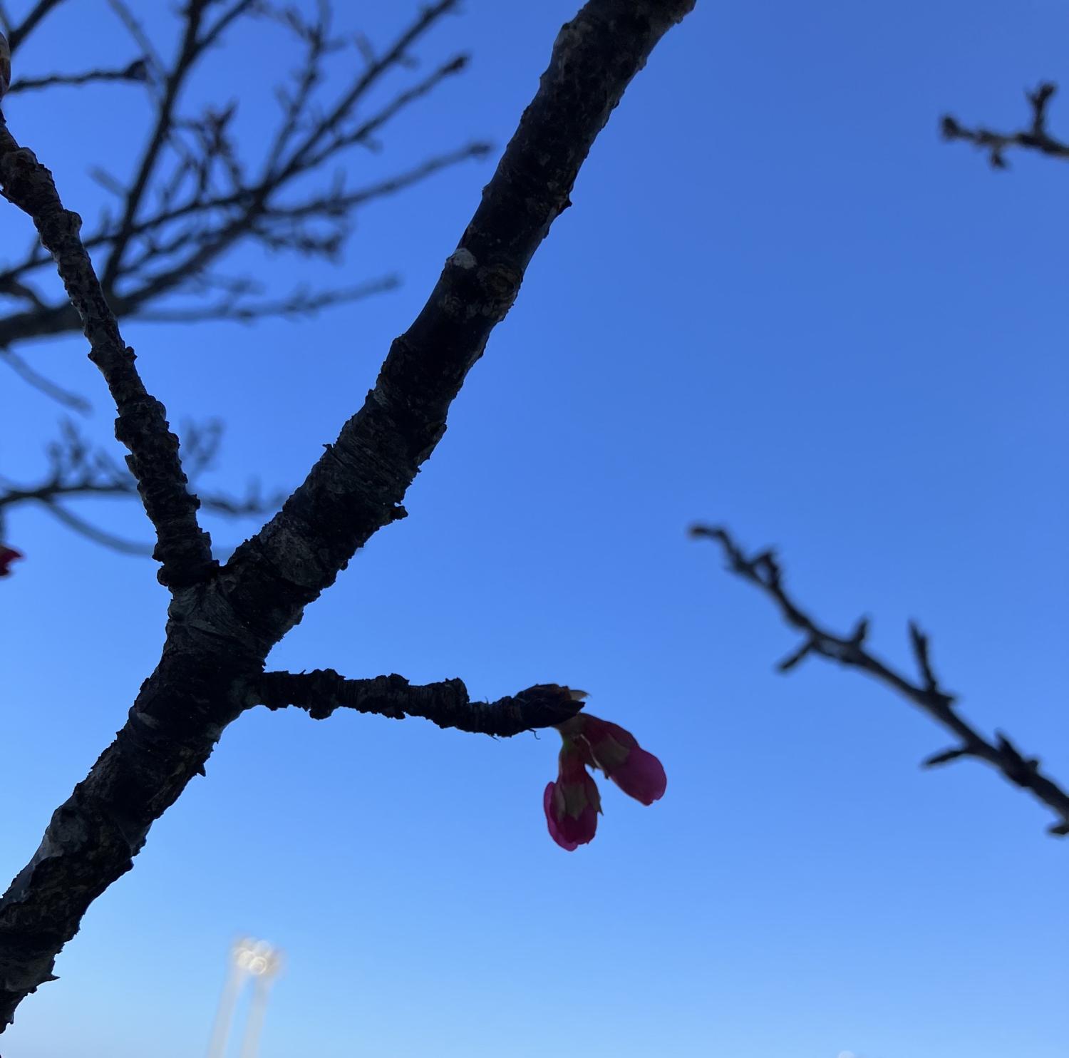 桜の蕾　あさってには花が開くでしょう　