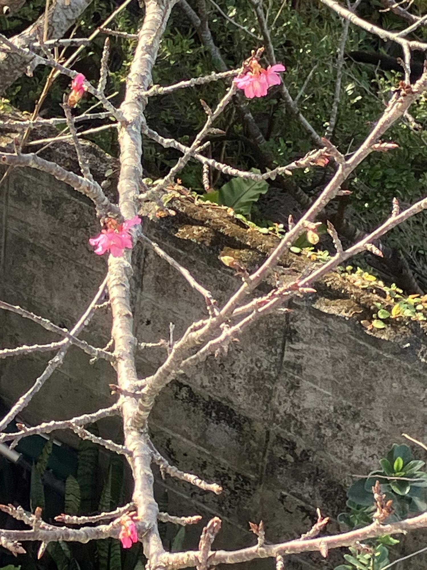 昨日の１６時１７分　ベランダから撮った開花宣言の桜