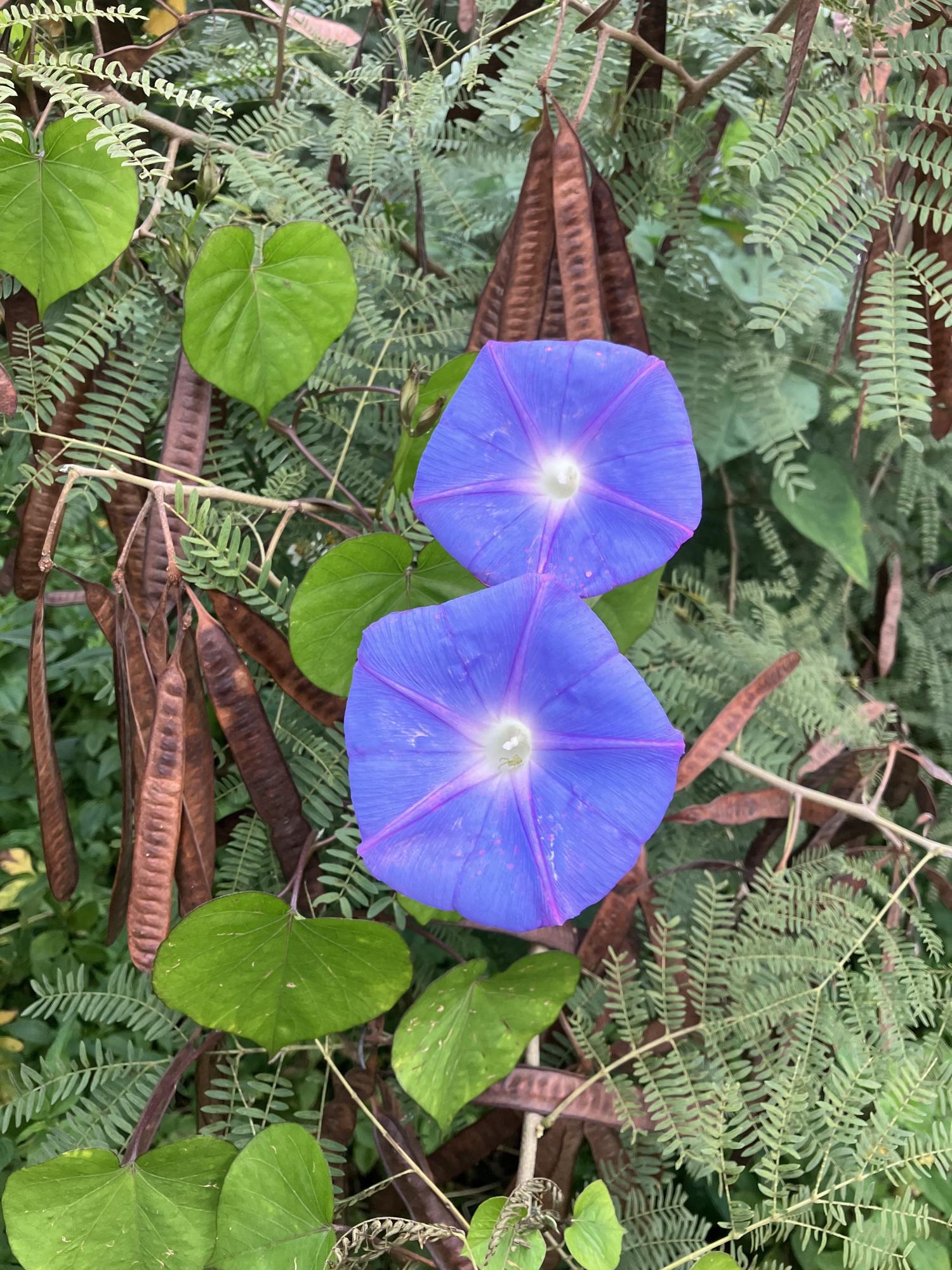 琉球朝顔