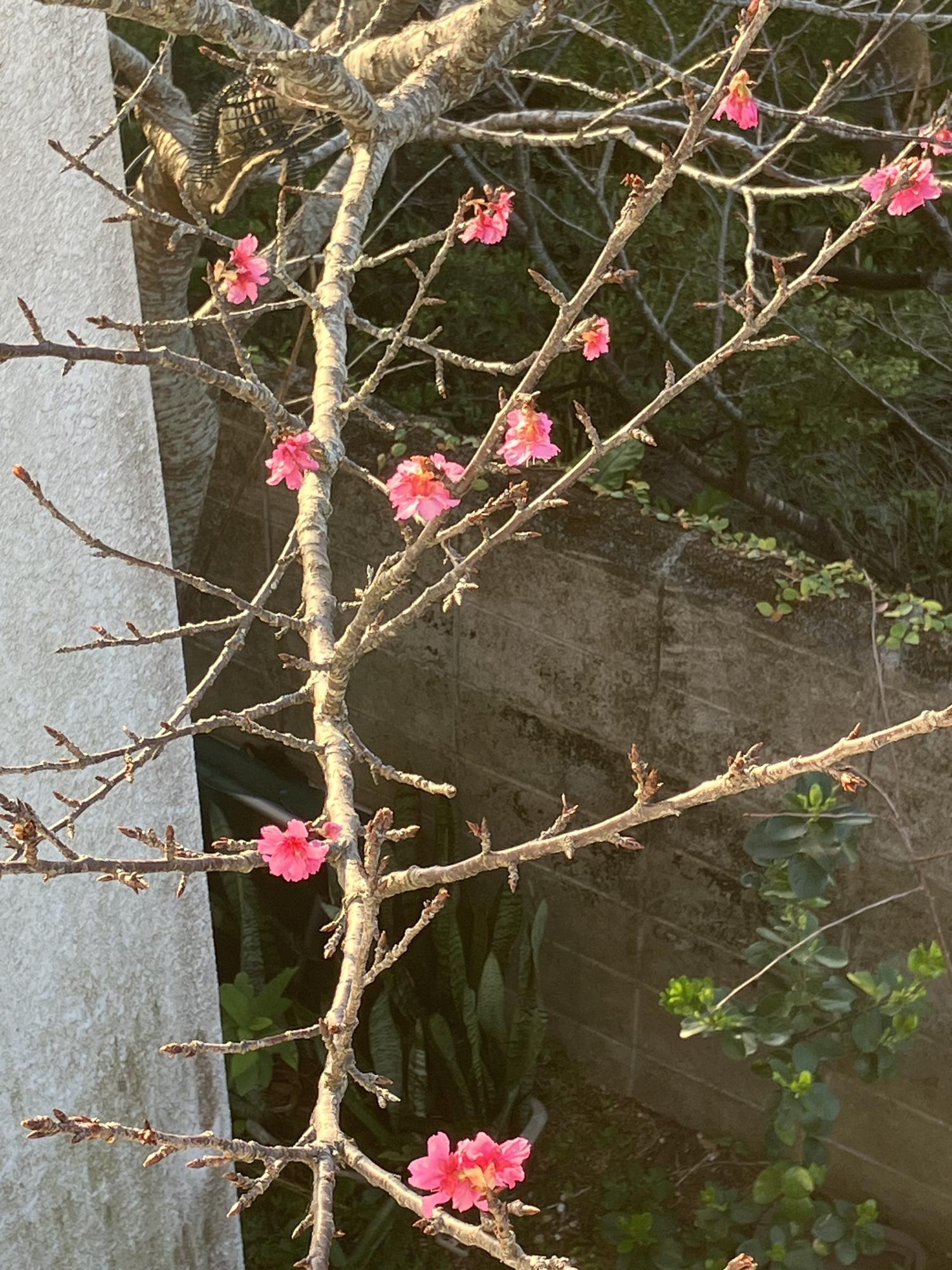 ベランダから眺める西日の当たった桜