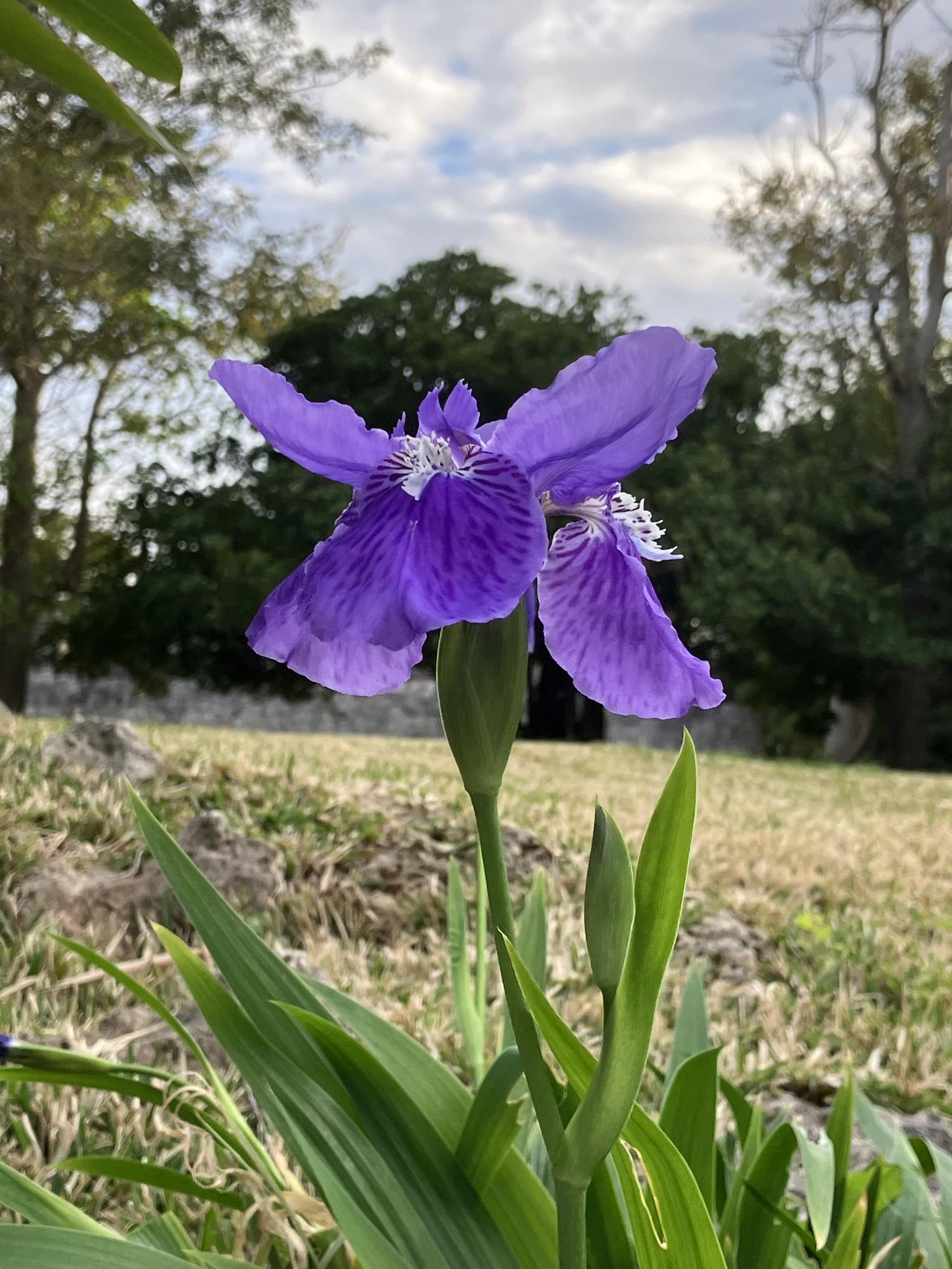 イチハツ