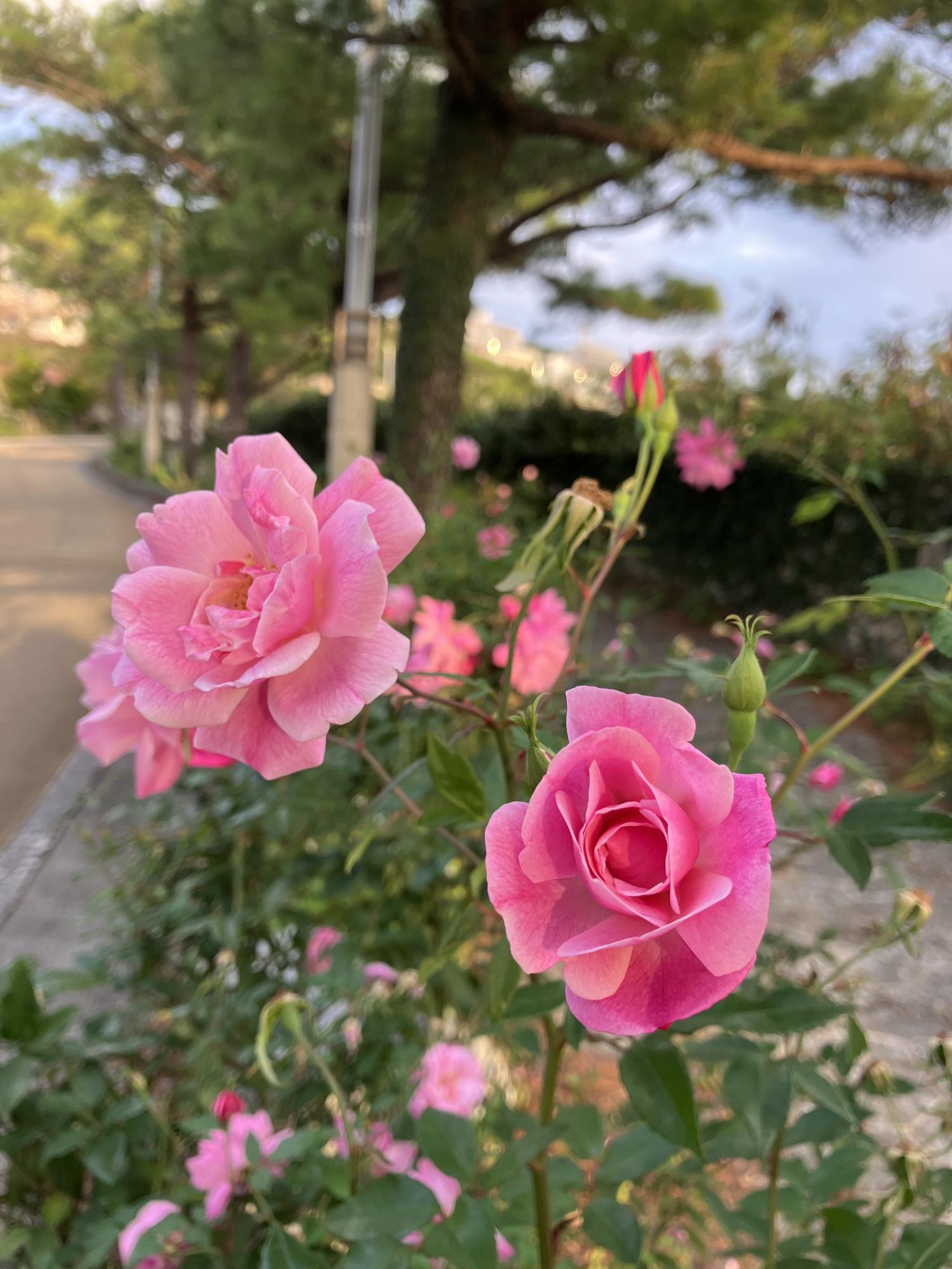 薔薇３