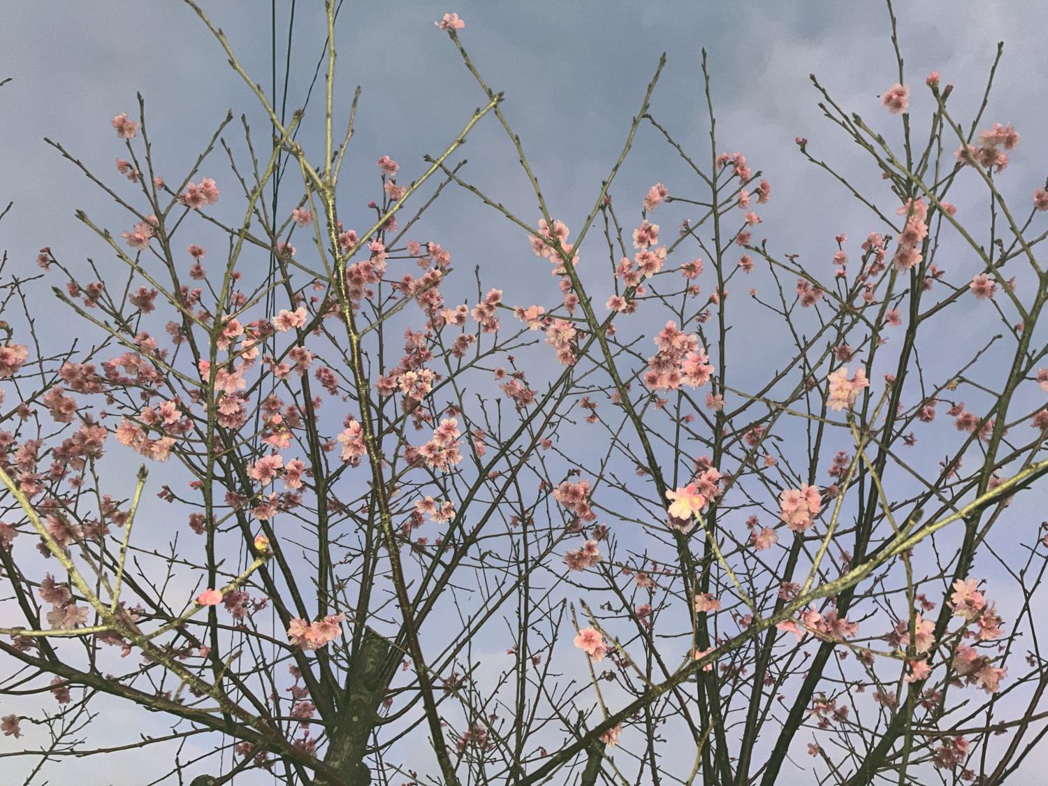 フラッシュを灯して桜