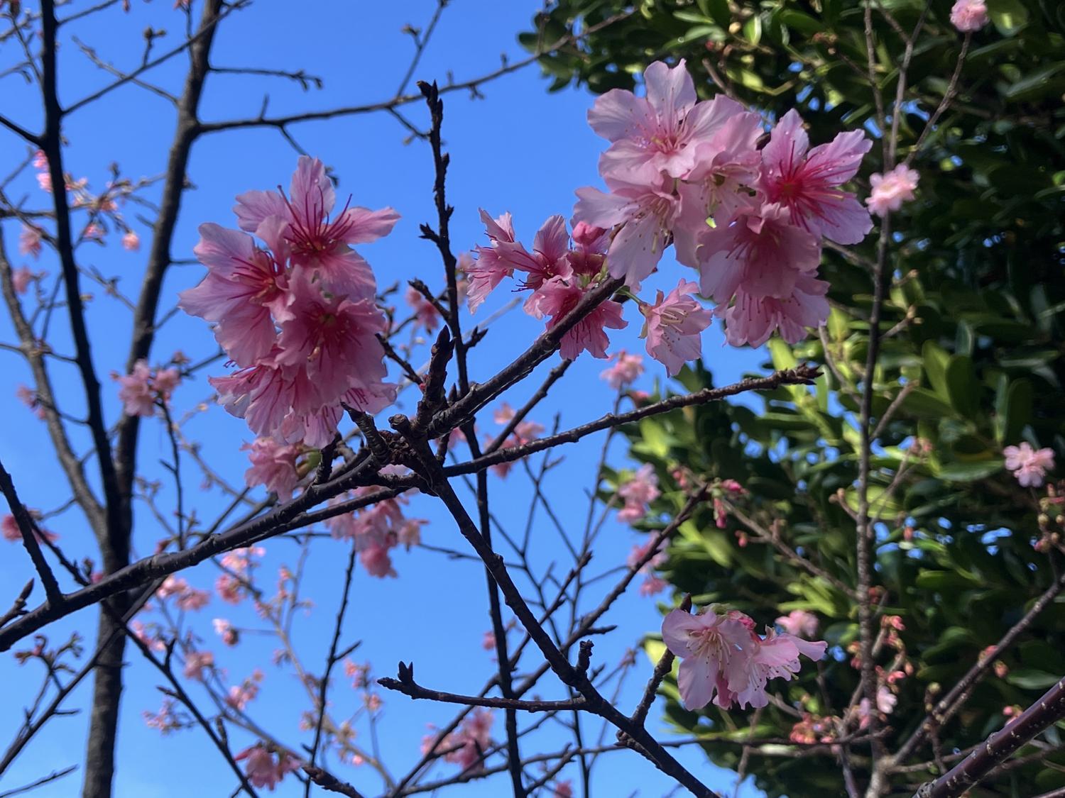 桜の枝