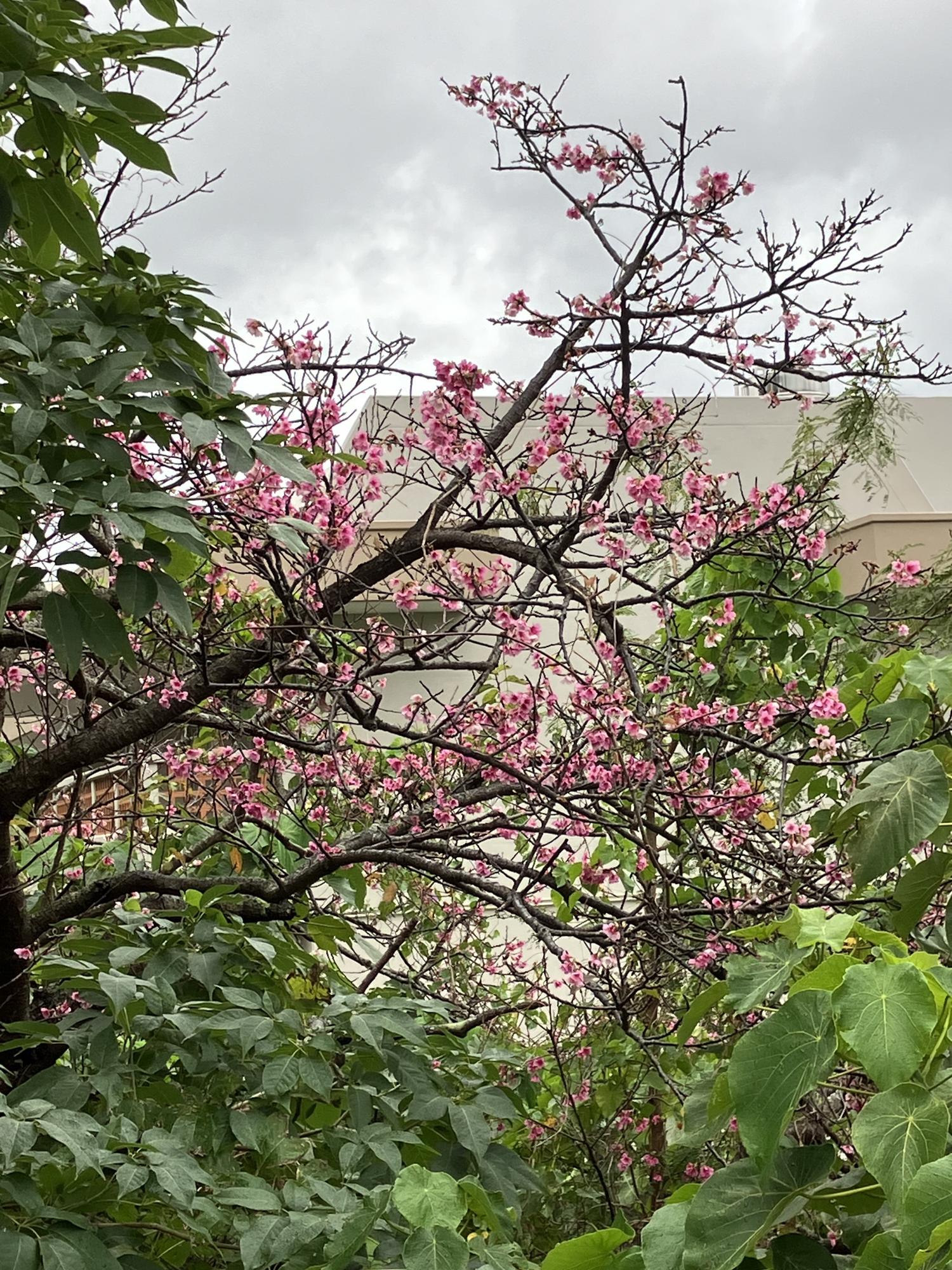 中学校近くの桜