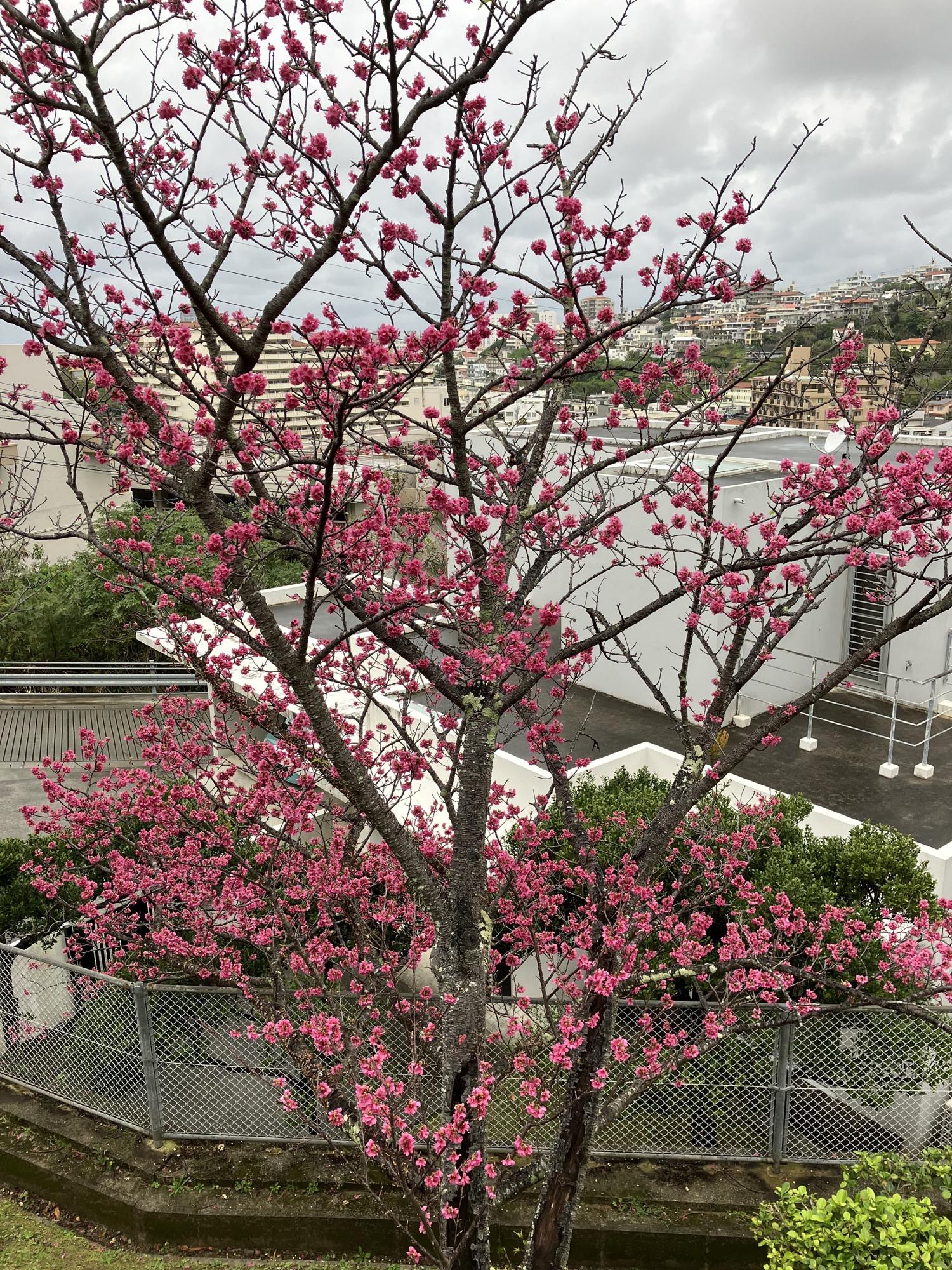 公園にある満開の赤い桜