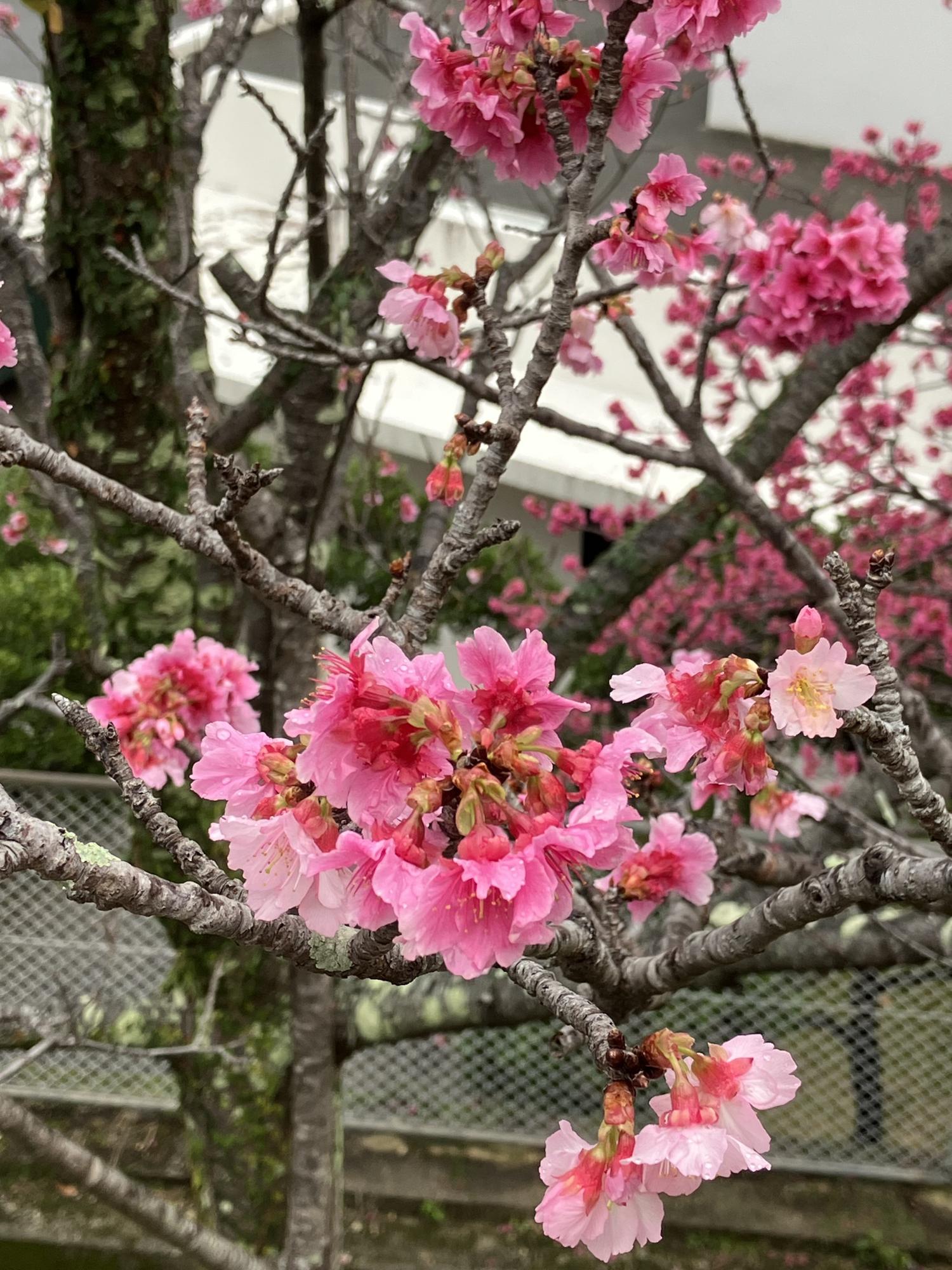 雨の雫が花びらに