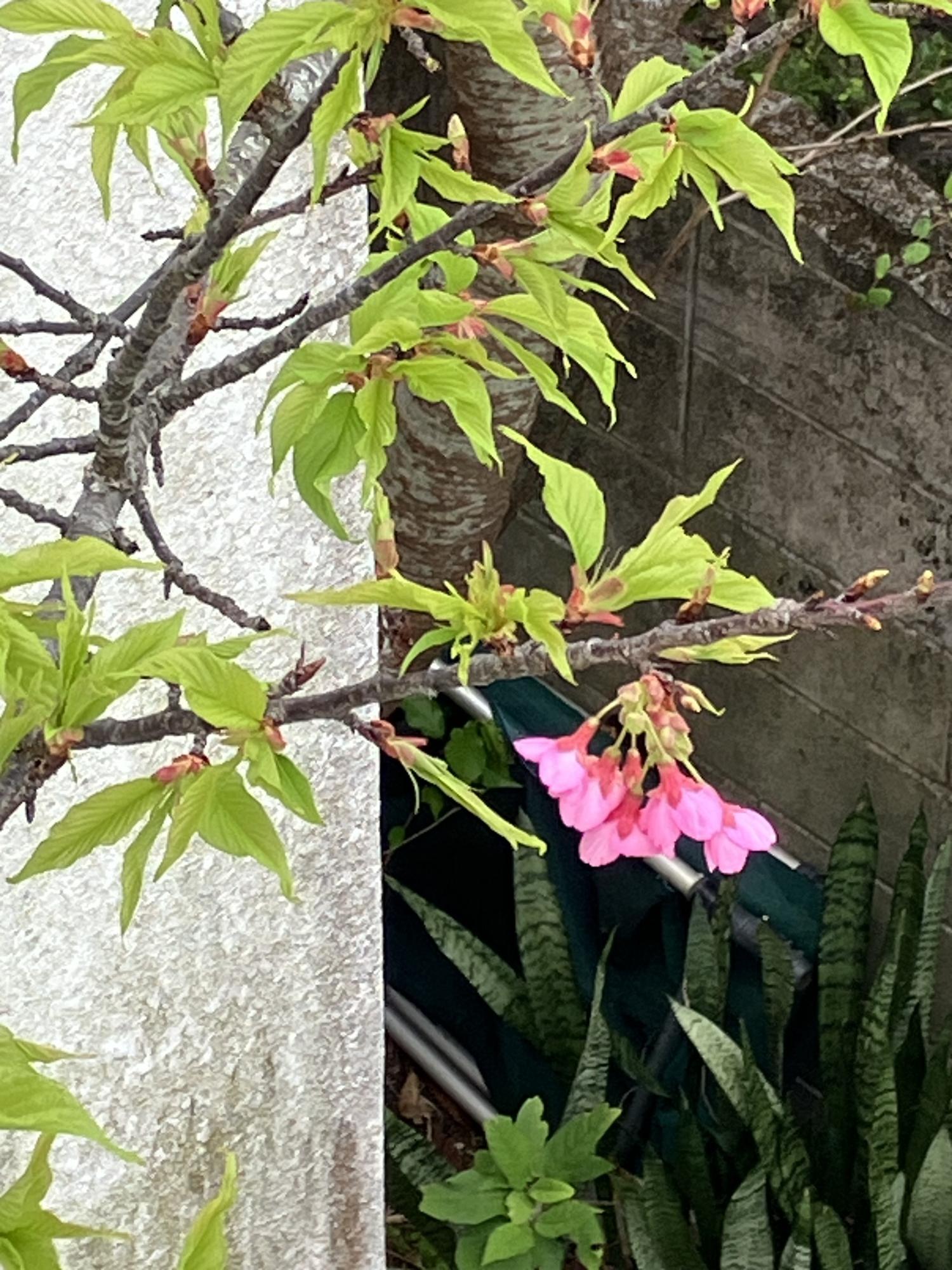 葉桜になってしまった