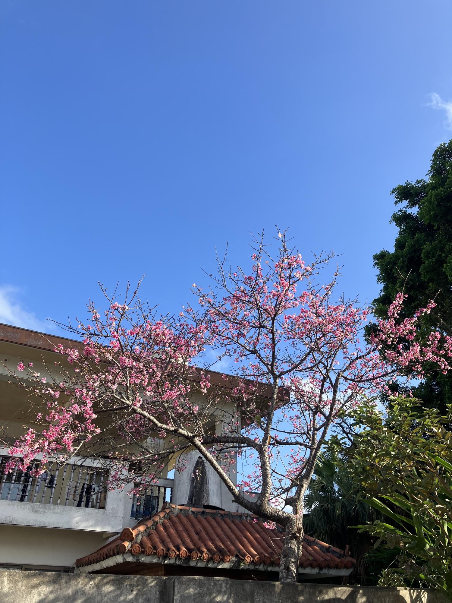 今が見どころの桜