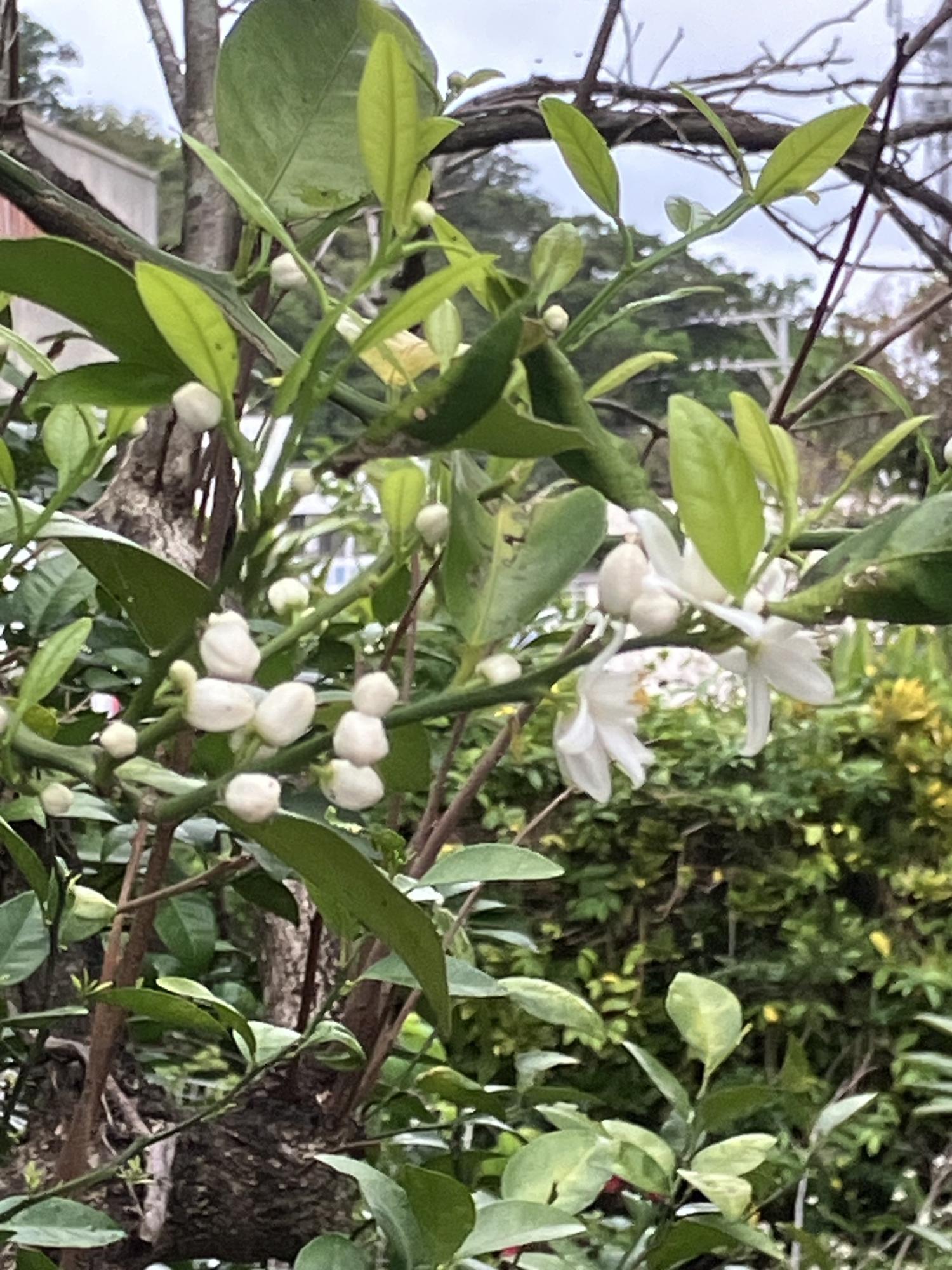 令和６年のミカンの花