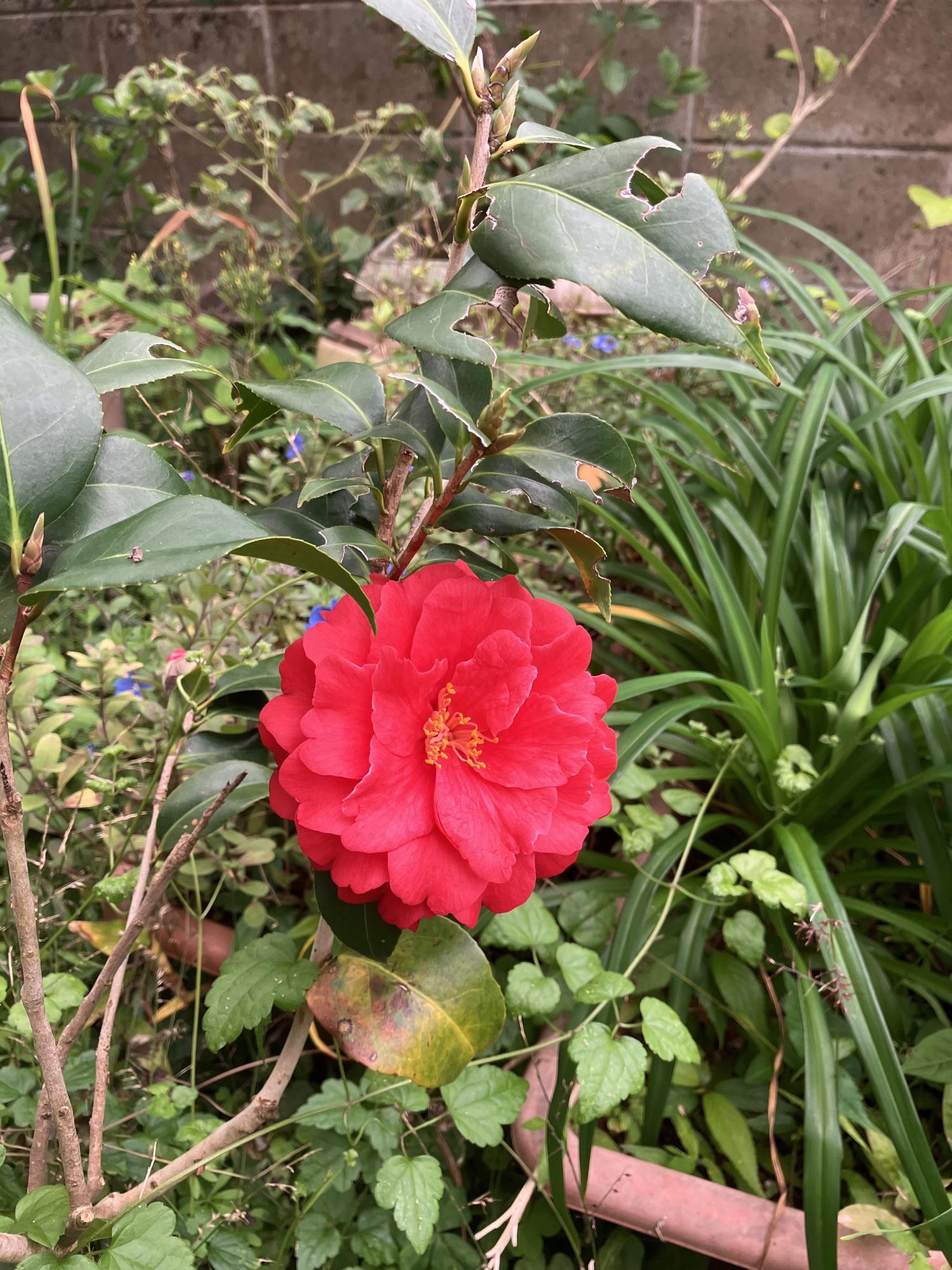 椿の花　花びらが多い