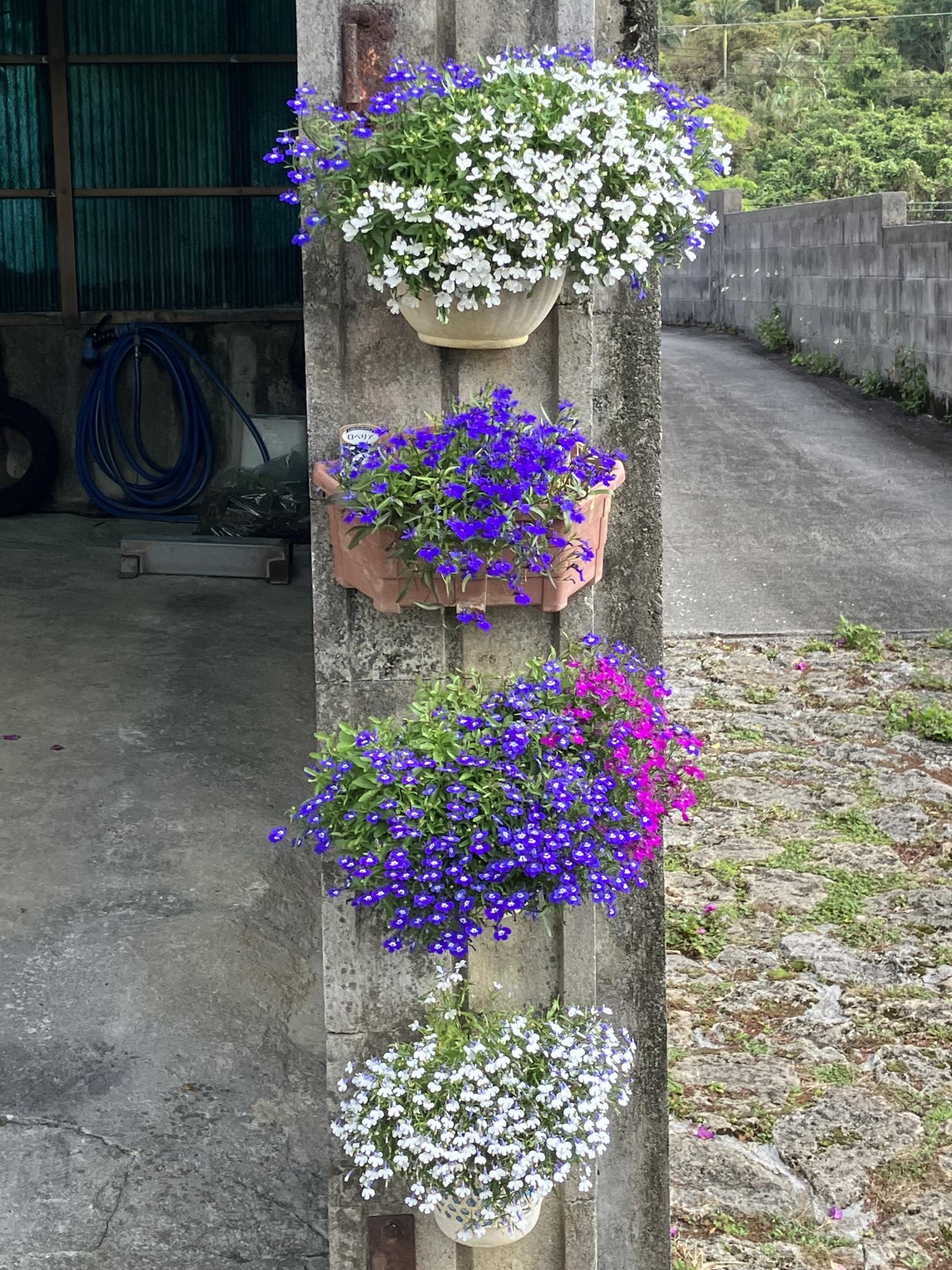 とある民家の花