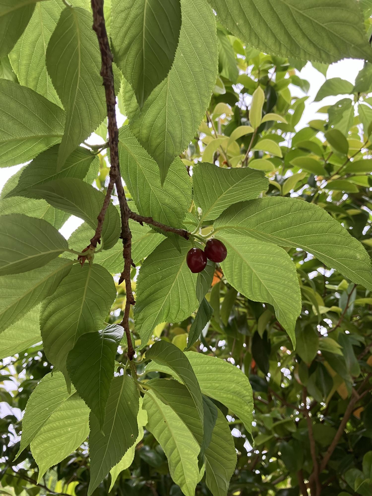 さくらんぼがなっていた、食べた