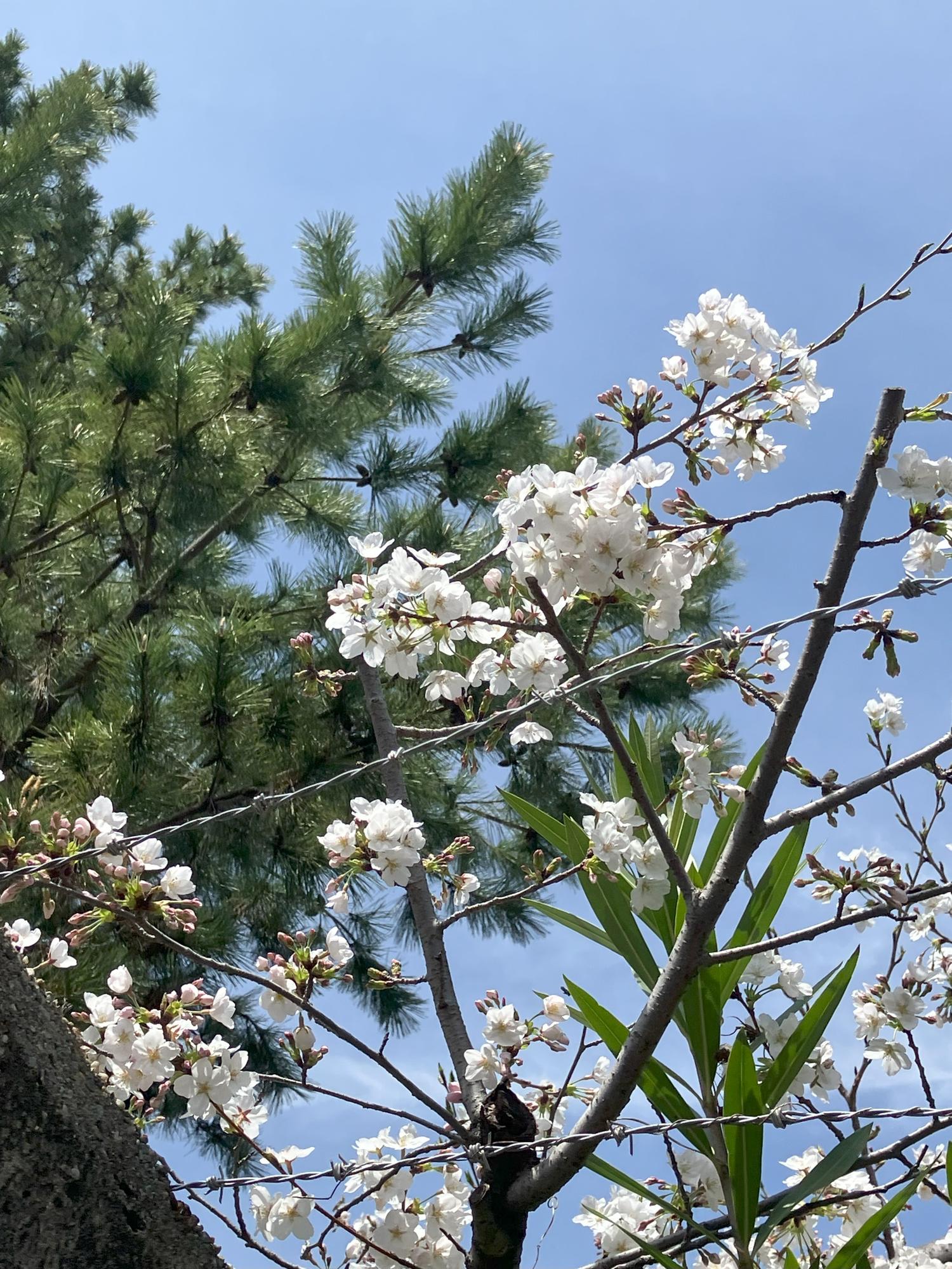 桜の花びら