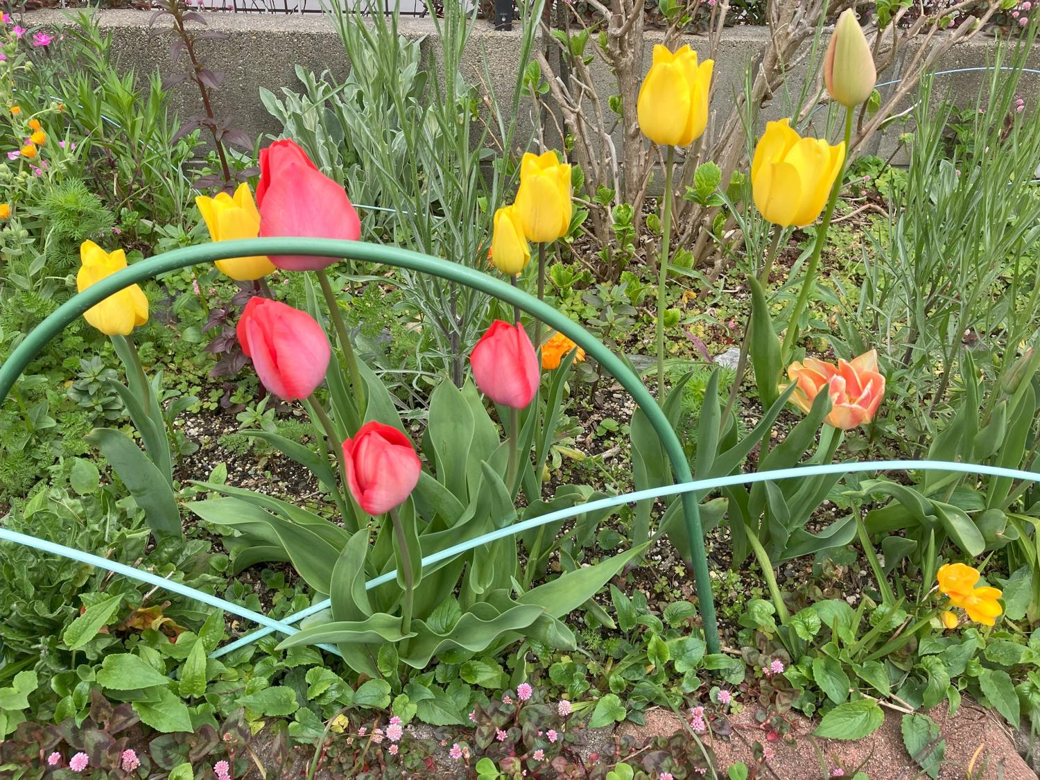 タバコ屋の花壇