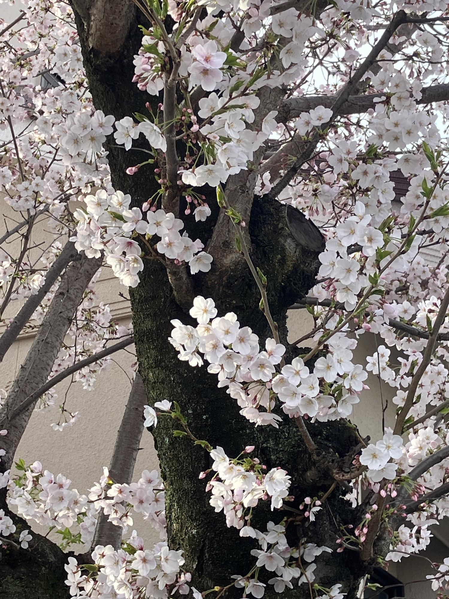 桜の花