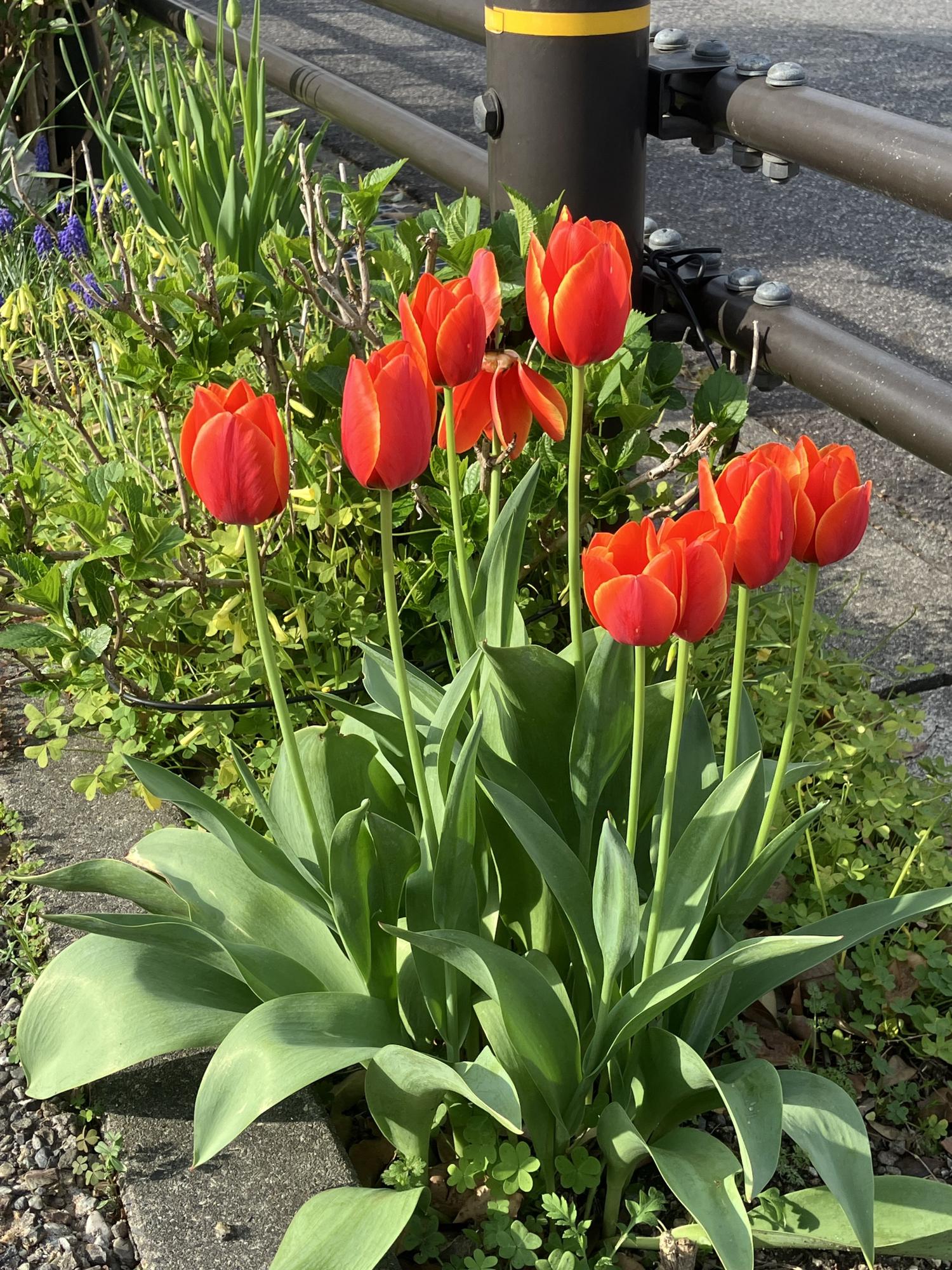 花壇のチューリップ