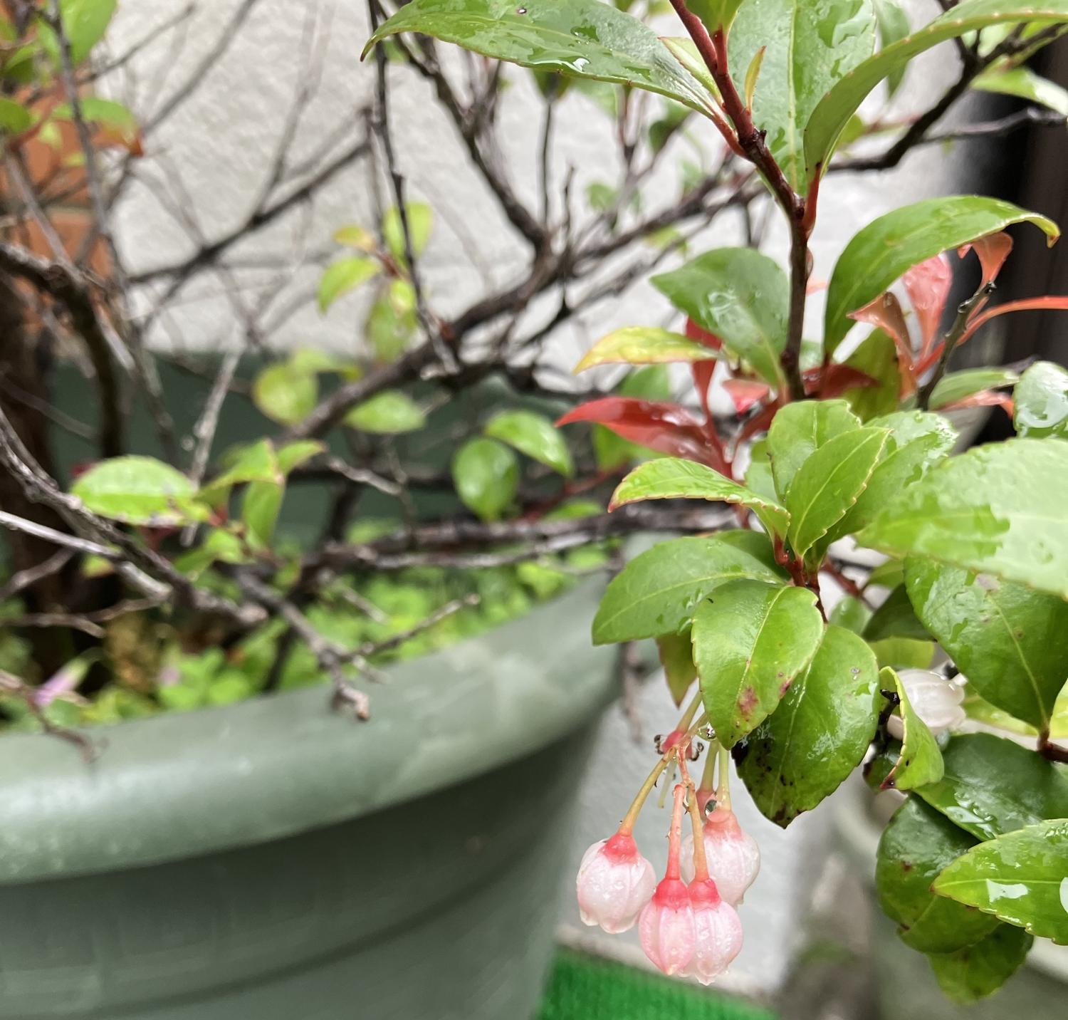 ４月６日のギーマの花