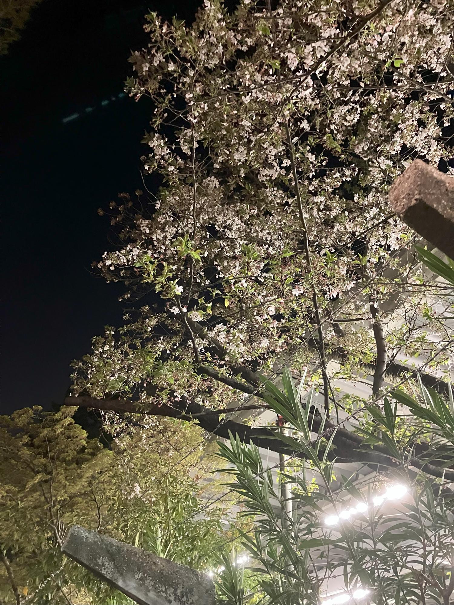 １９時０８分　夜桜