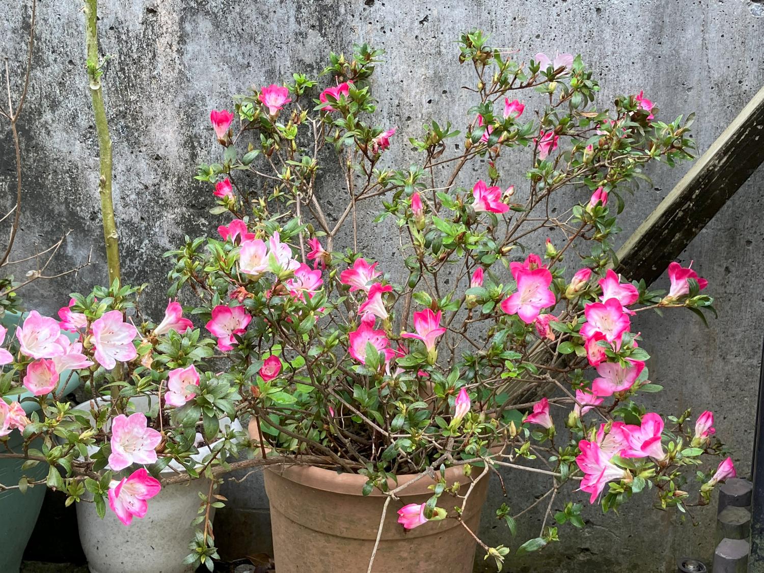 ７年目で満開のサツキの花