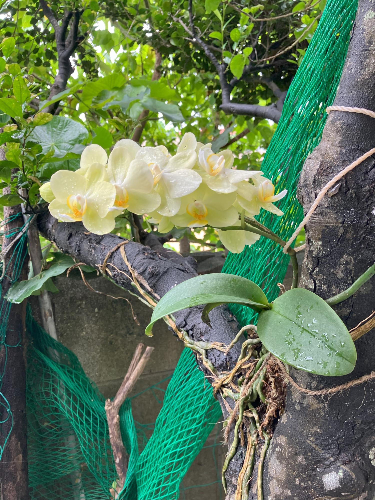 花の重みで木から落ち始めた