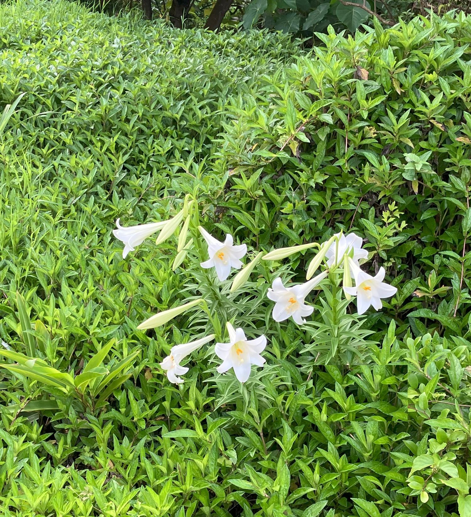 昨日の１６時４５分　雑草の中で咲くテッポウ百合