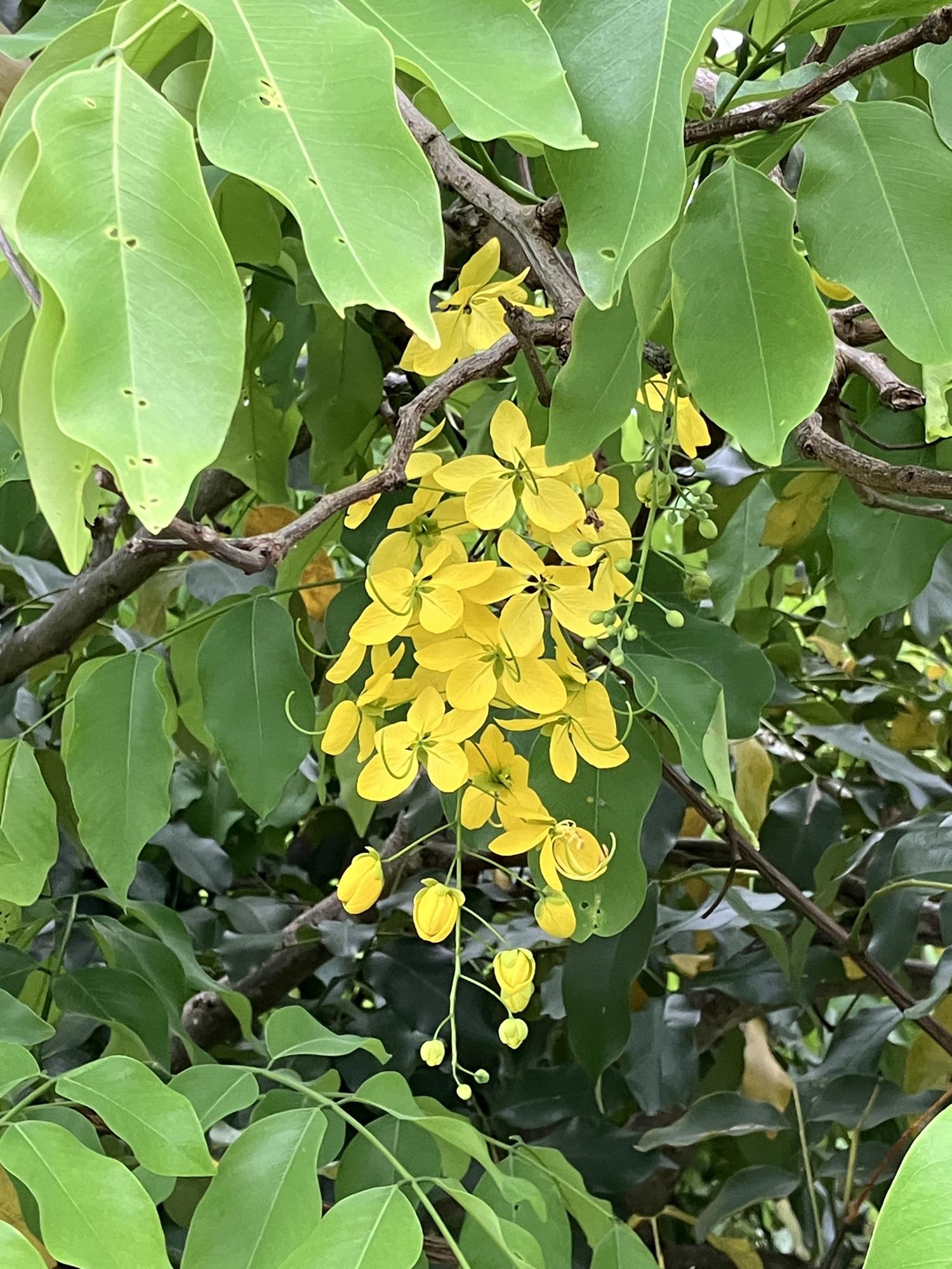 サガリバナの花