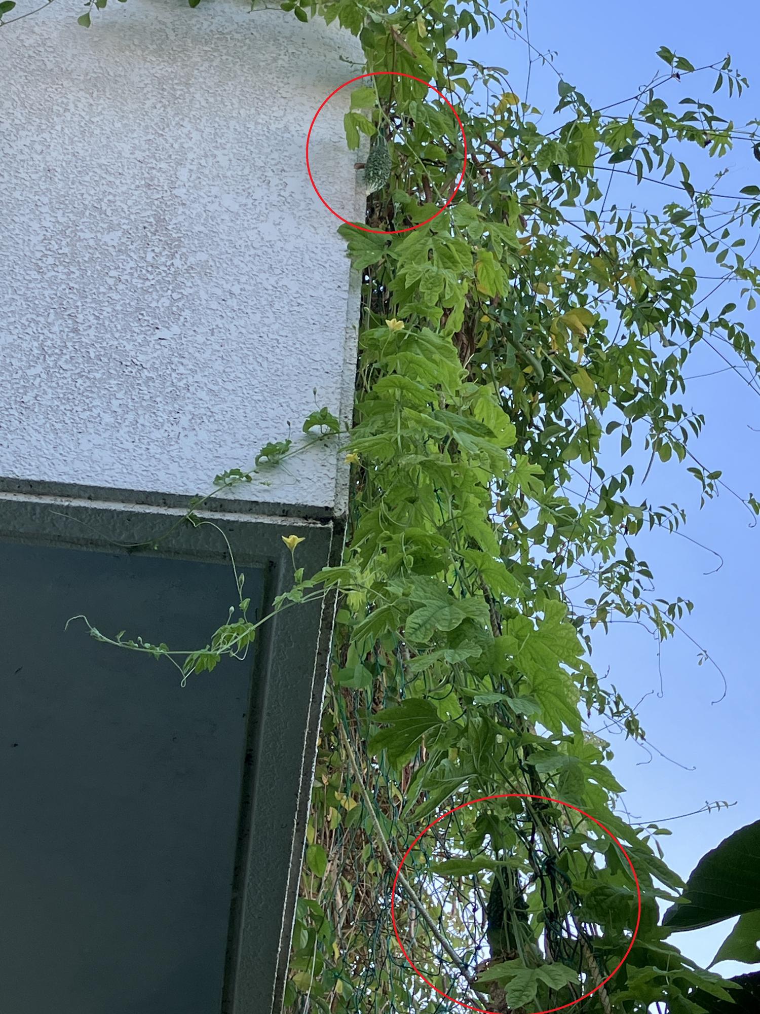 家庭菜園　２階まで伸びたゴヤー