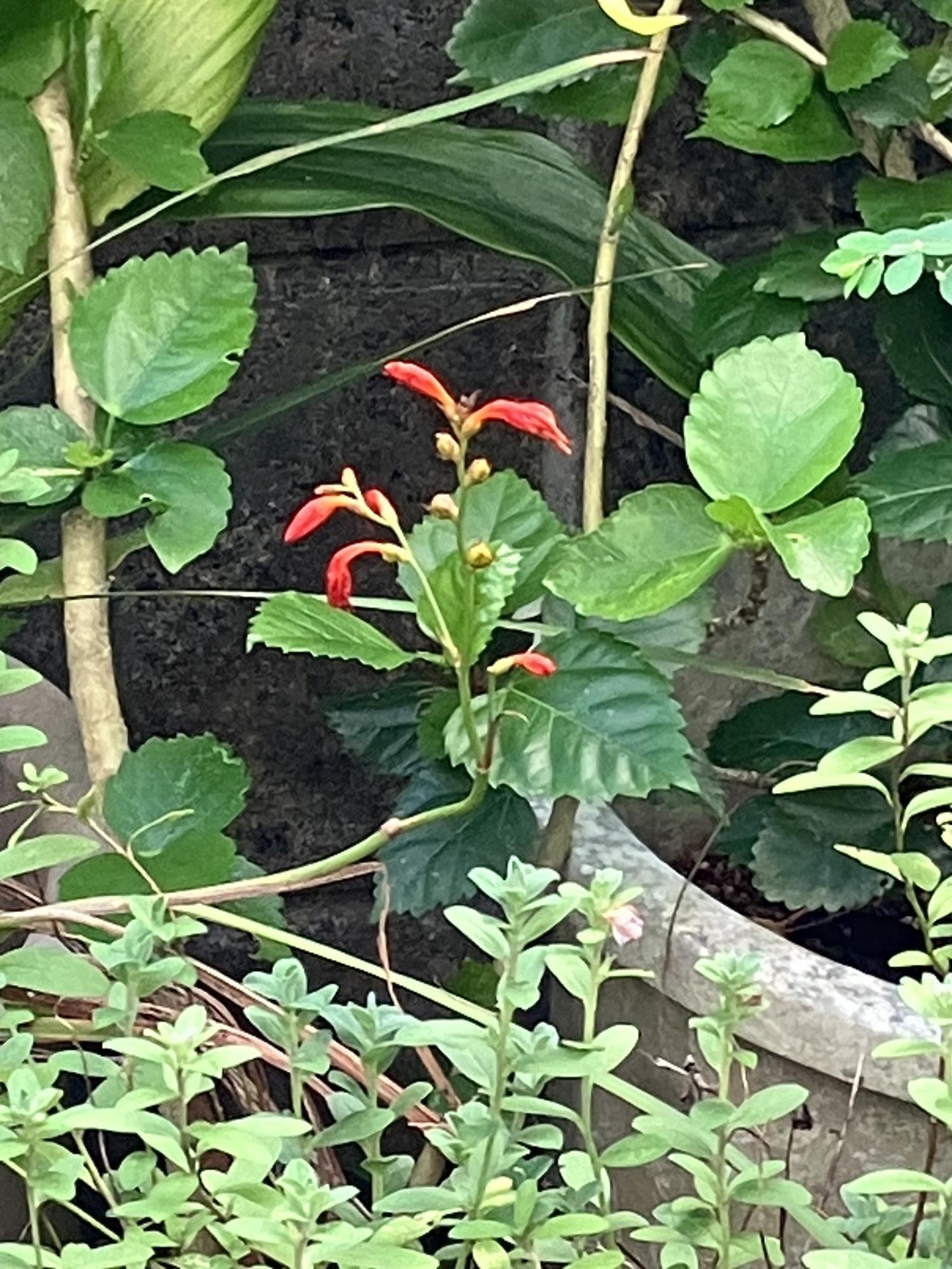 ７月２９日　ヒメヒオウギズイセン　さかりを過ぎた