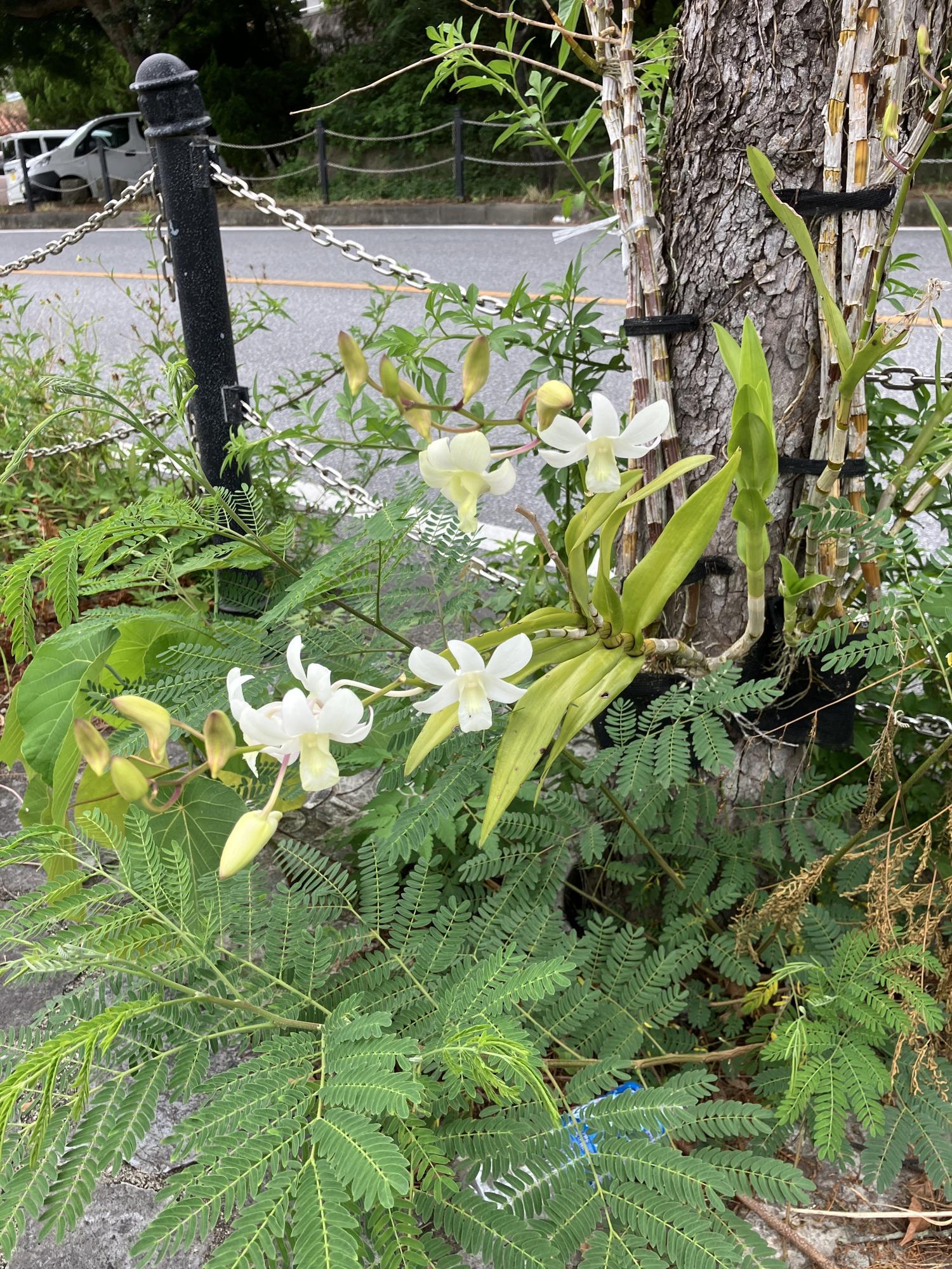 道沿いの蘭は圧倒的に、白いが多い