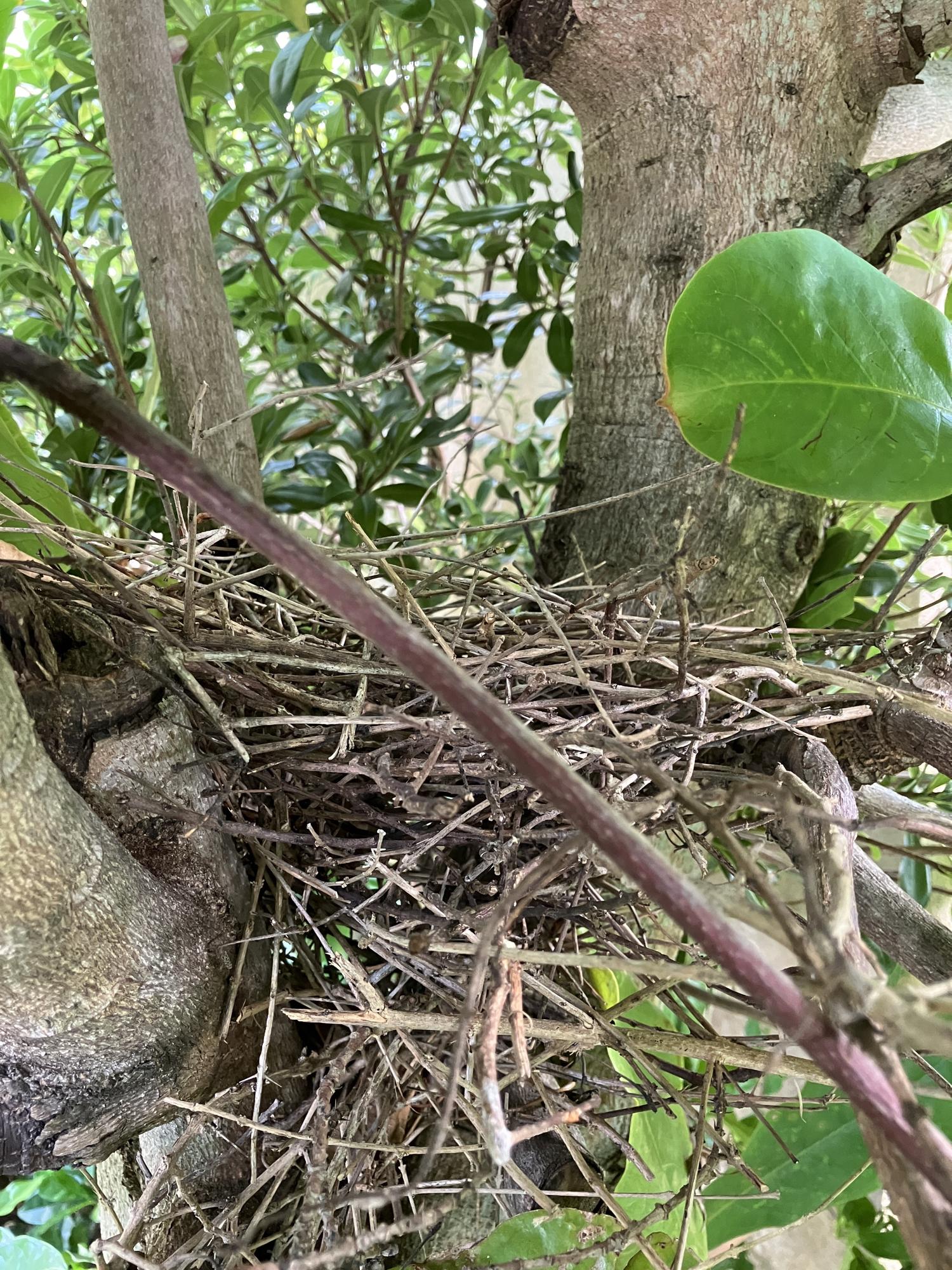 鳩の巣を確認、巣立ちした跡だった