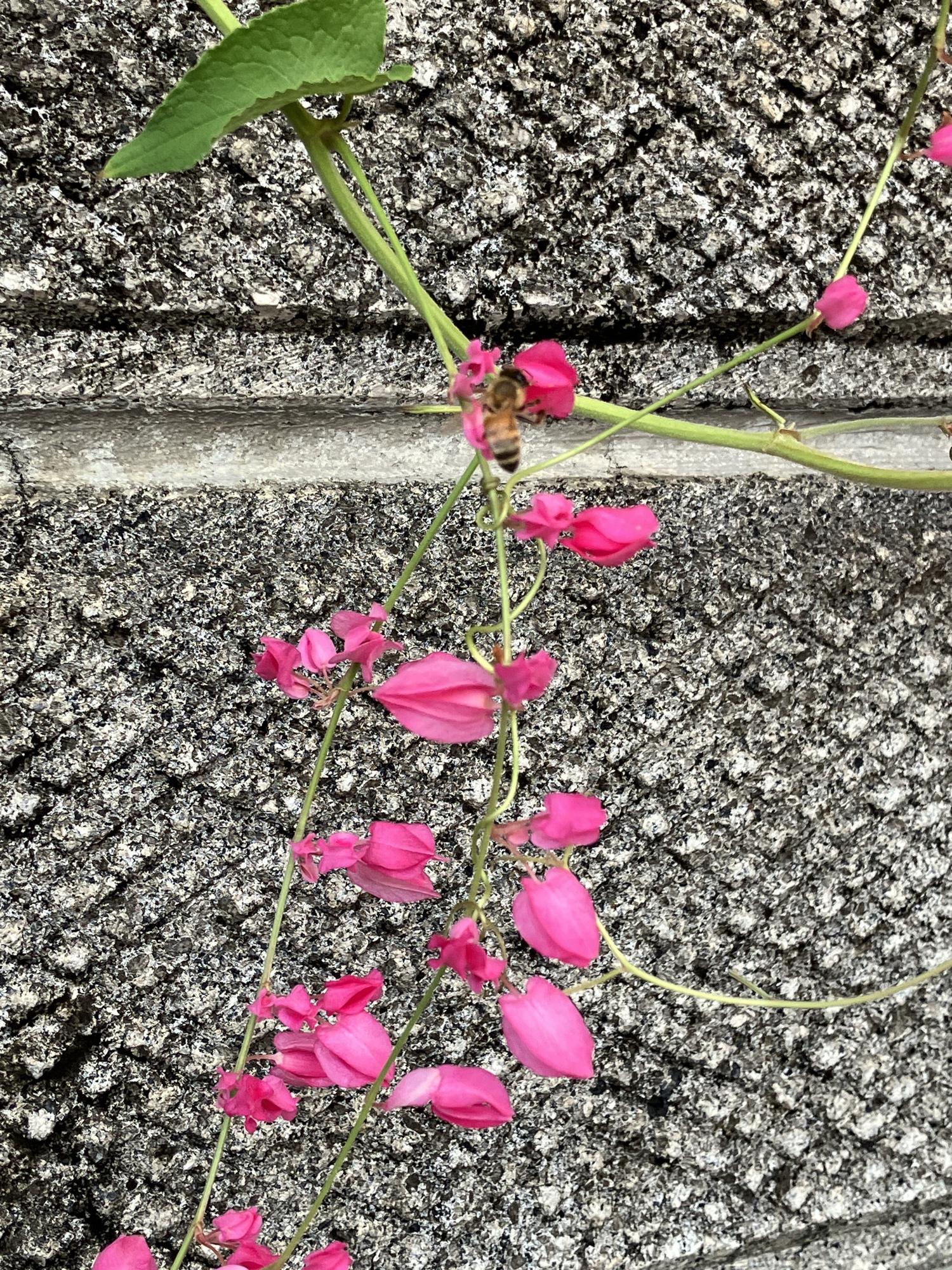 アサヒカズラ（朝日葛）の蜜を吸う蜜蜂